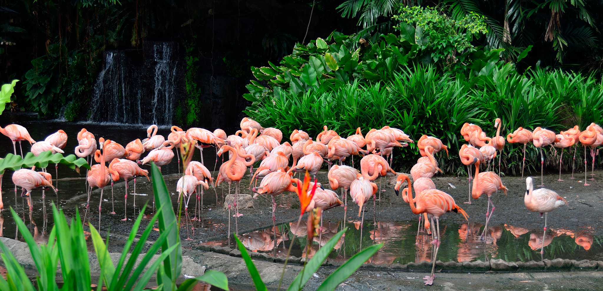 AF Zoom-Nikkor 28-80mm f/3.5-5.6D sample photo. Pink flemingo photography