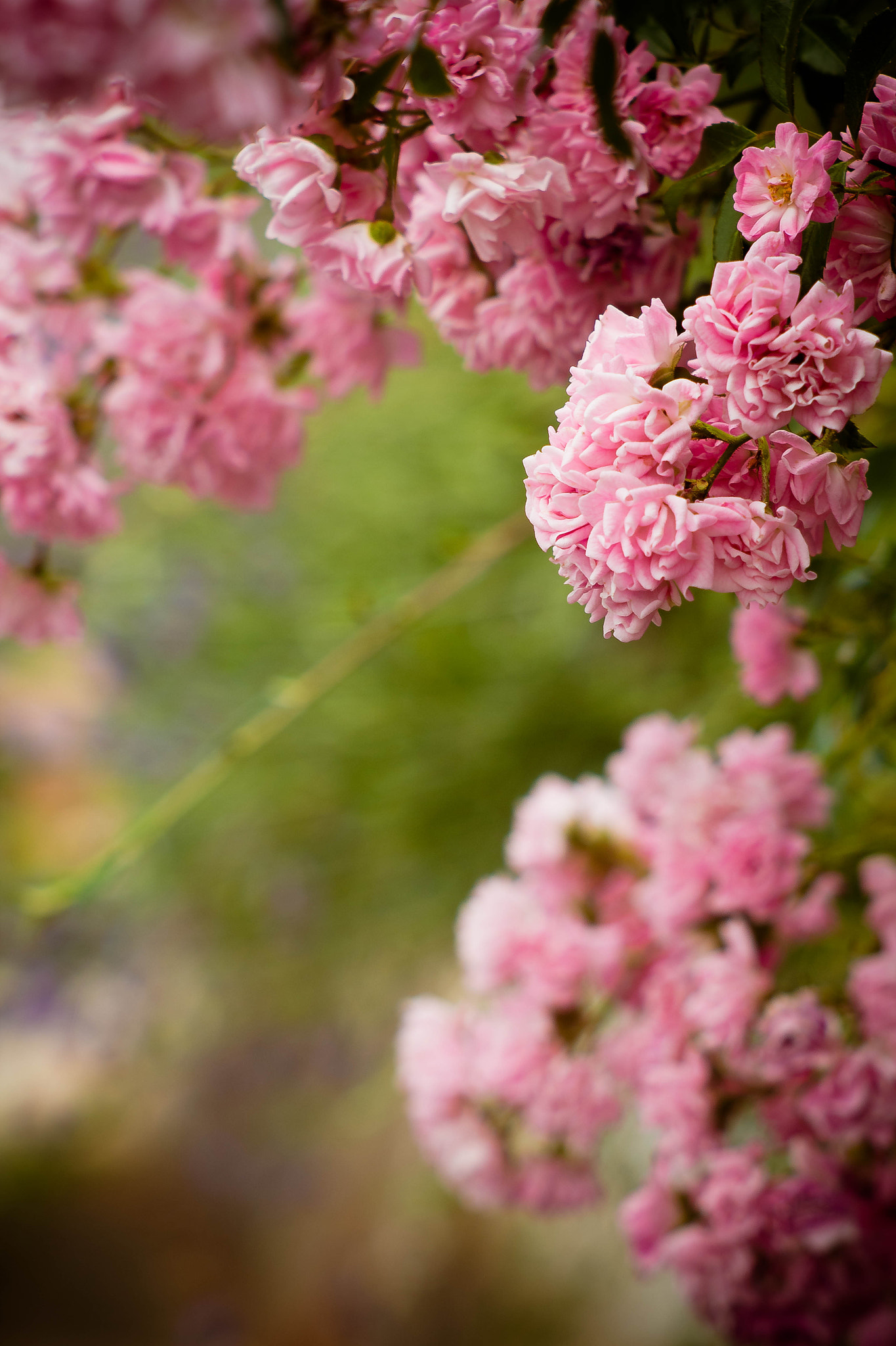 Canon EF 35-80mm f/4-5.6 sample photo