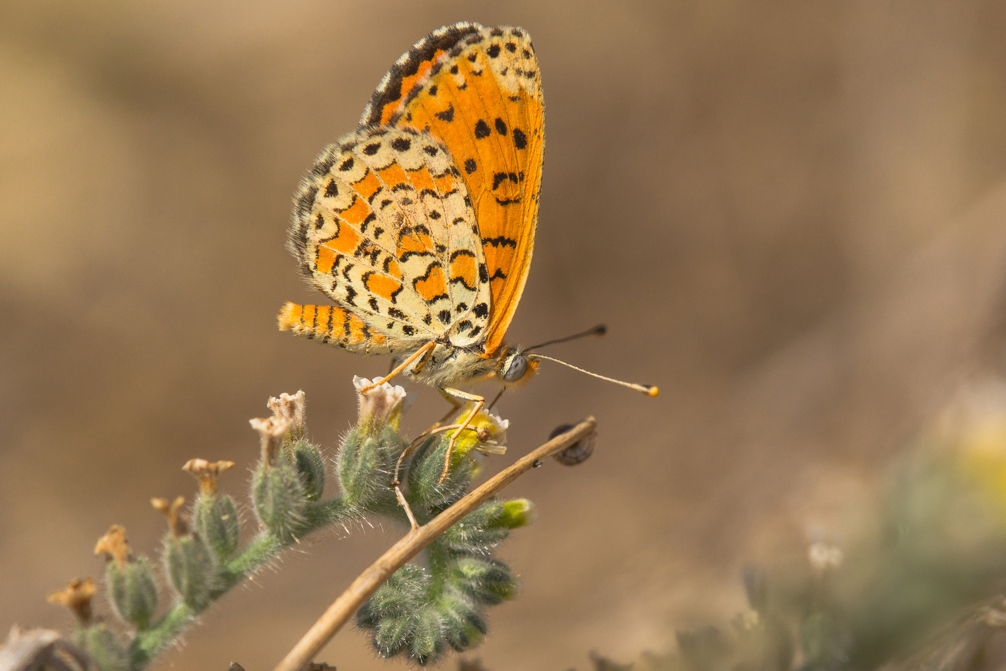 Canon EOS 60D + Tamron SP AF 180mm F3.5 Di LD (IF) Macro sample photo. Melitaea trivia photography