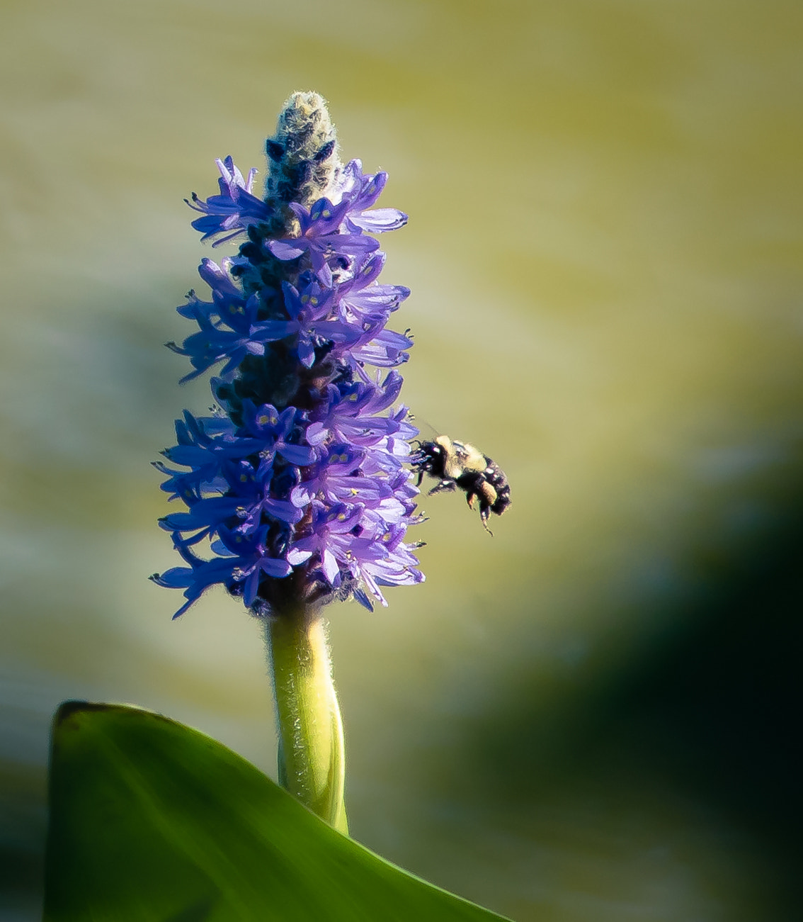 Canon EOS 760D (EOS Rebel T6s / EOS 8000D) sample photo. Bee photography