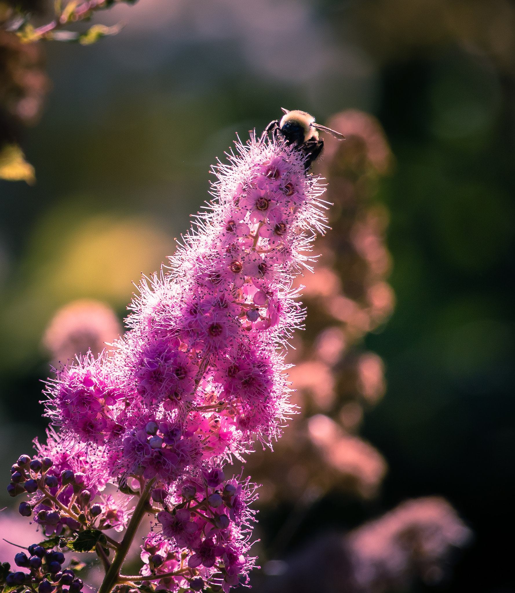 Canon EOS 760D (EOS Rebel T6s / EOS 8000D) sample photo. Bee photography