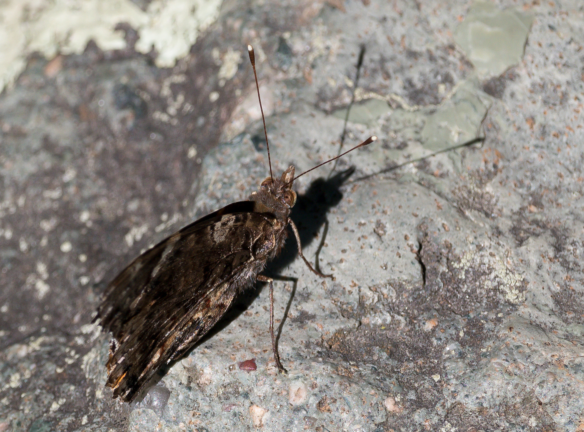 Canon EOS 760D (EOS Rebel T6s / EOS 8000D) sample photo. Butterfly photography
