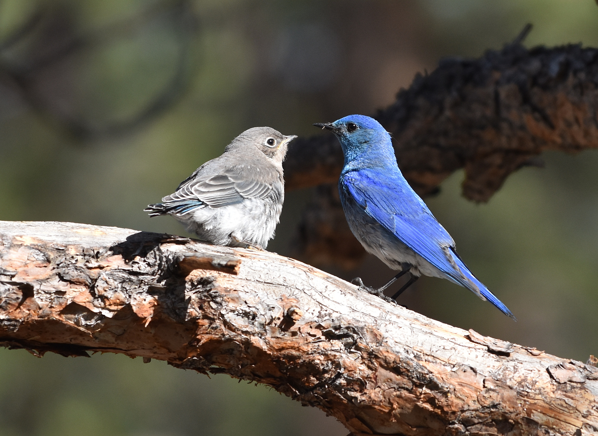 Nikon D7200 + Nikon AF-S Nikkor 70-200mm F4G ED VR sample photo. Mountain bluebird and chick photography