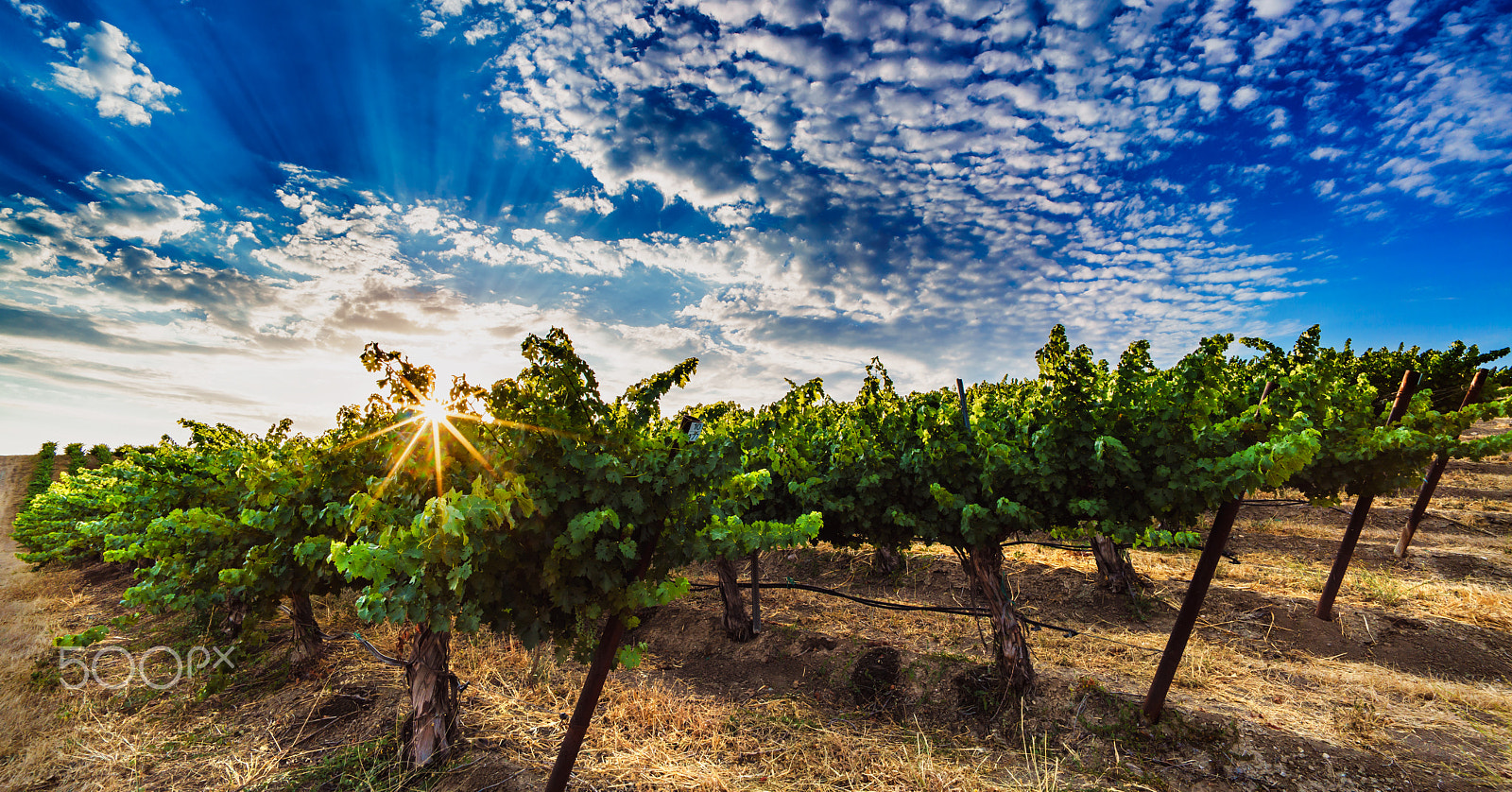 Sony a7R II + Voigtlander SUPER WIDE-HELIAR 15mm F4.5 III sample photo. Sun burst vineyard photography