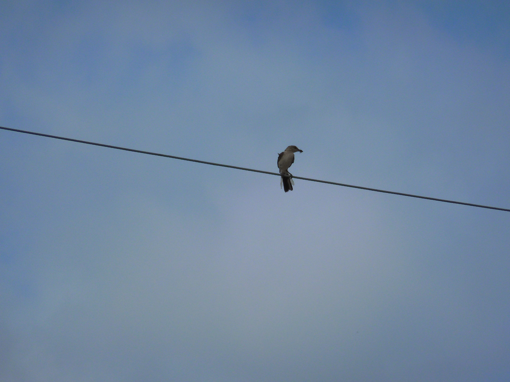 Panasonic Lumix DMC-ZS8 (Lumix DMC-TZ18) sample photo. Bird on a wire photography