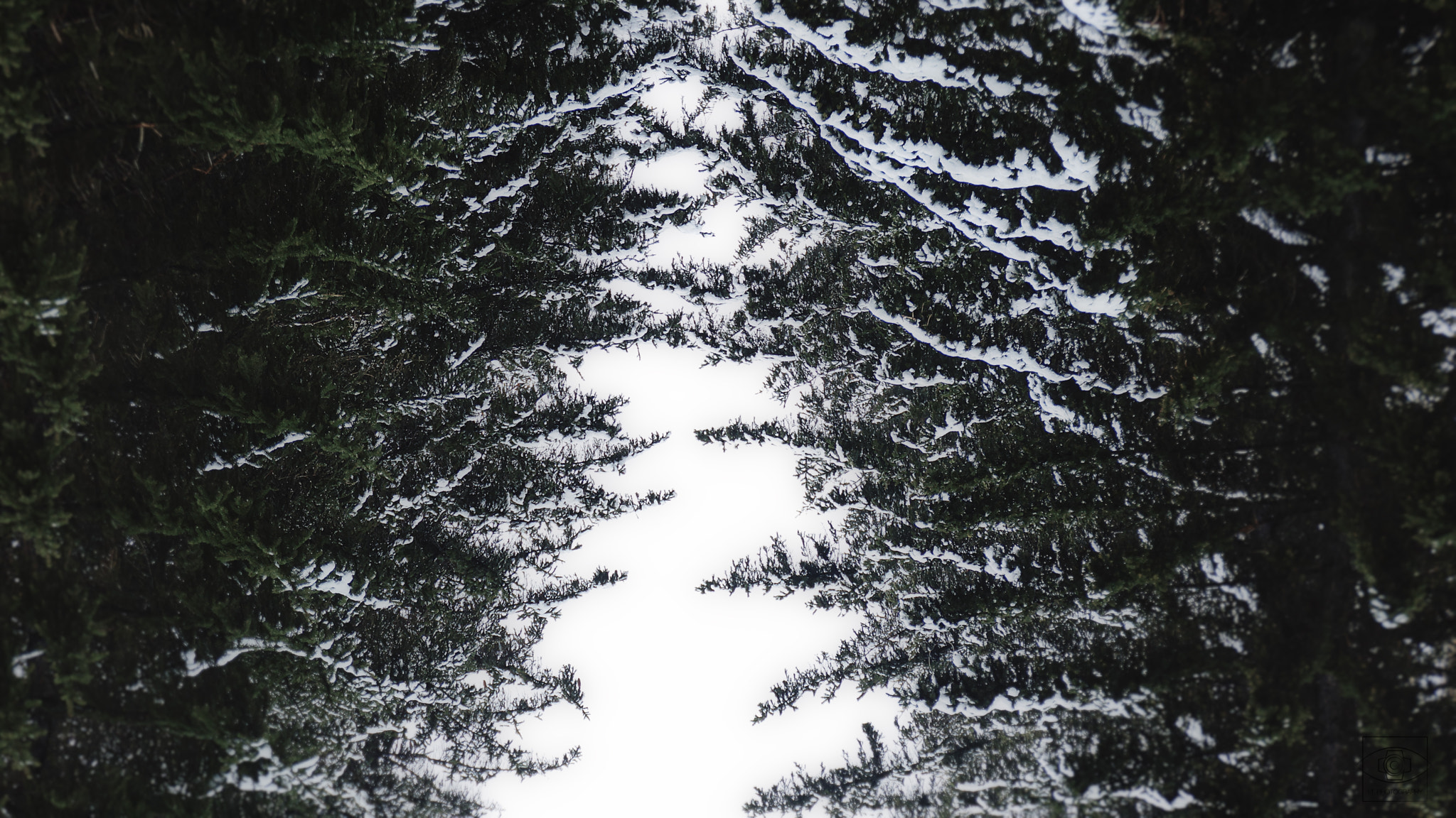 Sony SLT-A77 sample photo. Upside down tree photography