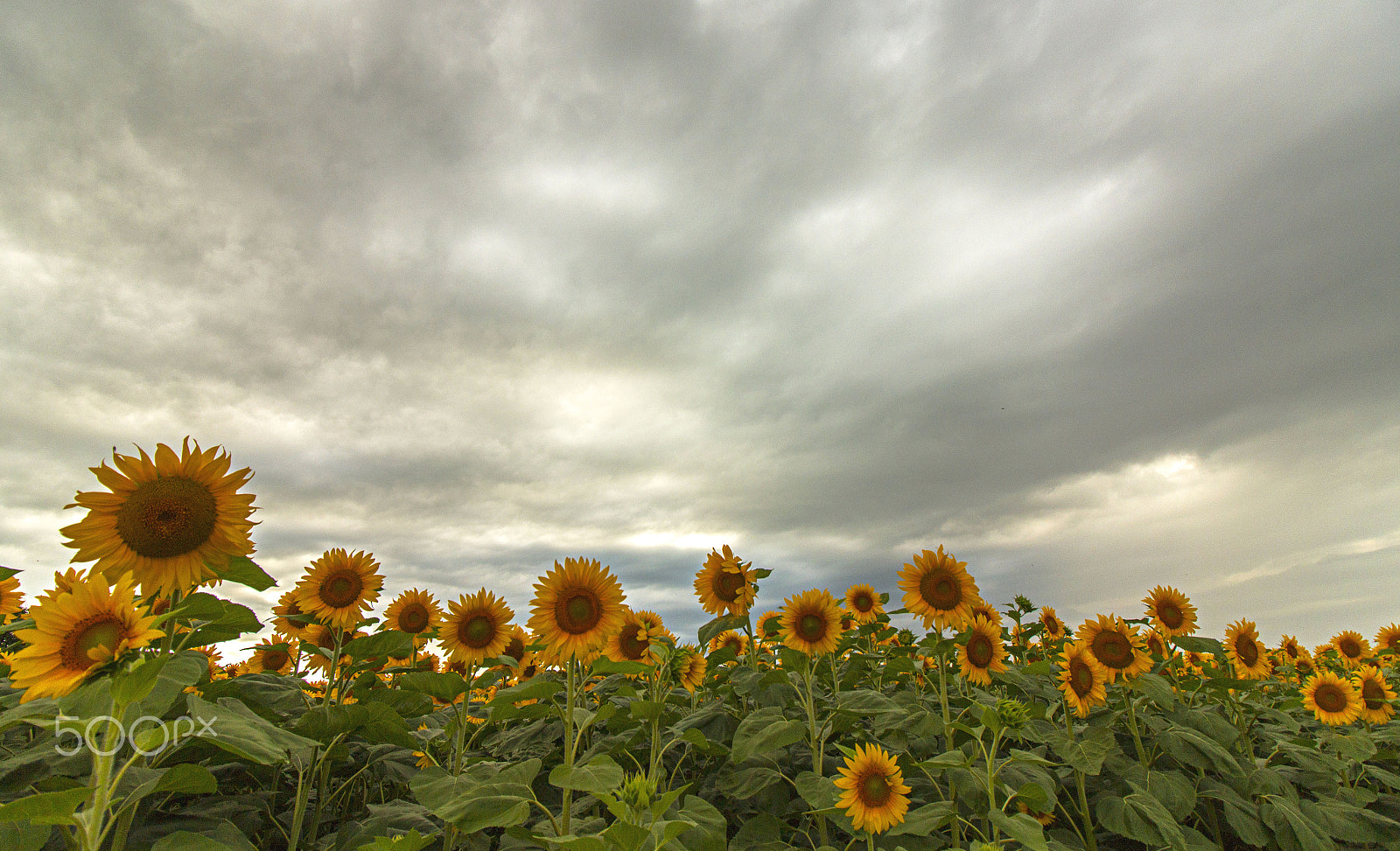 Canon EF-S 10-18mm F4.5–5.6 IS STM sample photo. Girasoli photography