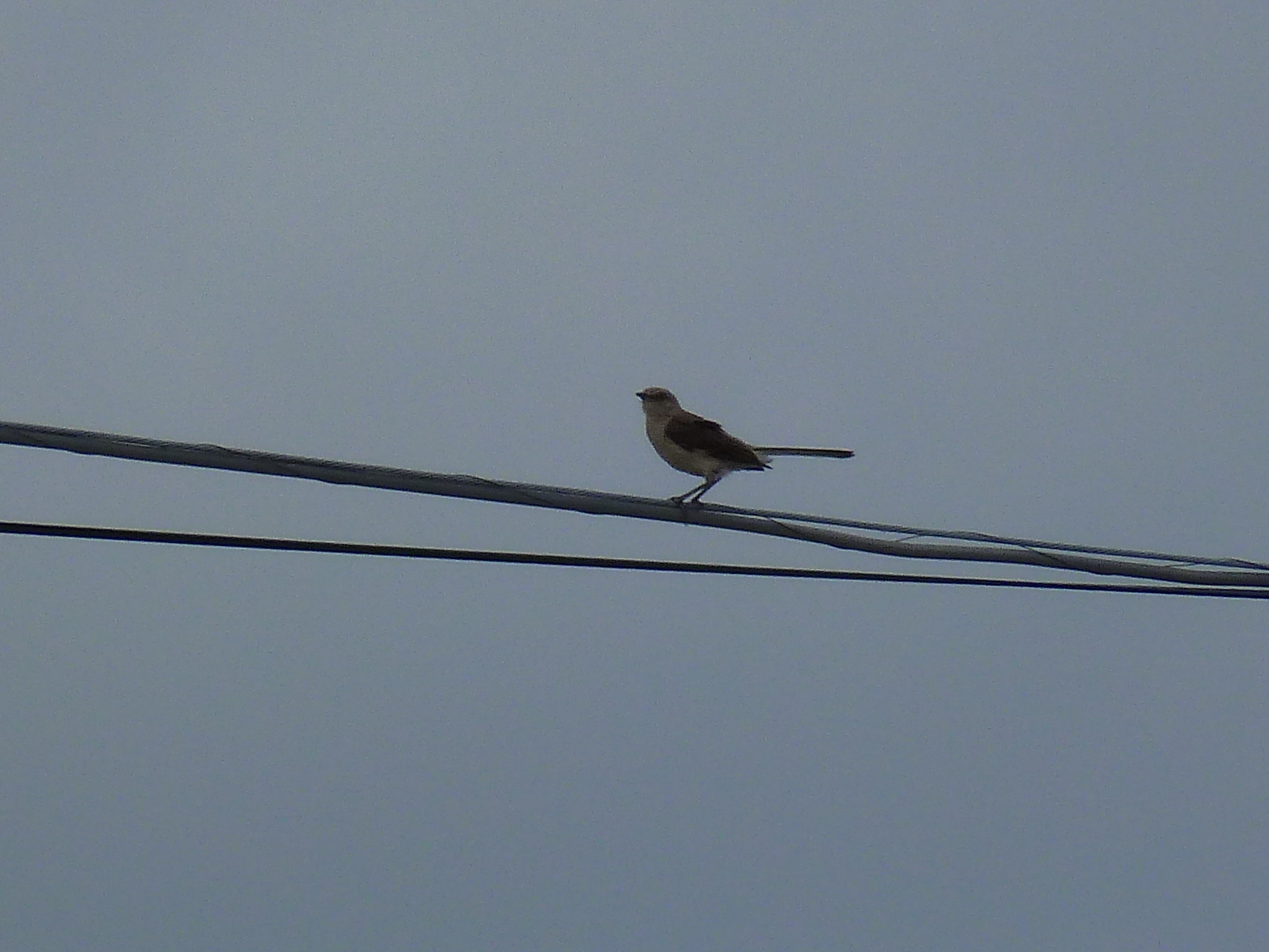 Panasonic Lumix DMC-ZS8 (Lumix DMC-TZ18) sample photo. Bird on a wire photography