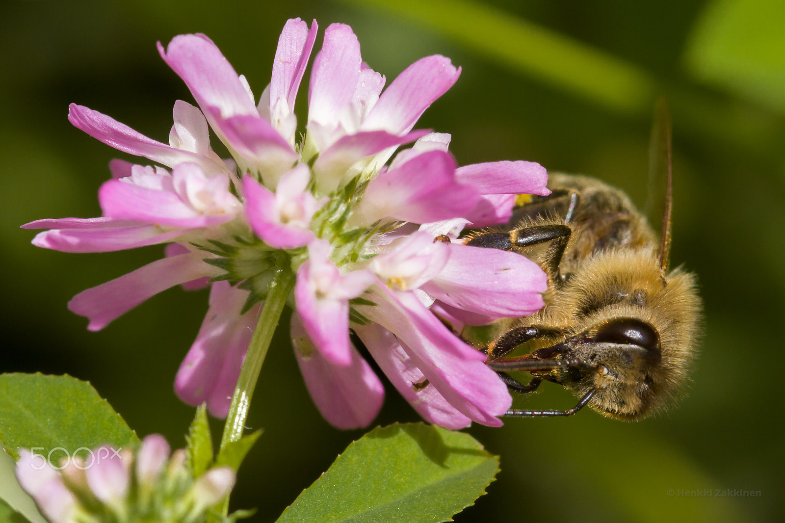 Canon EOS 7D + Sigma 105mm F2.8 EX DG Macro sample photo. Biene an klee photography