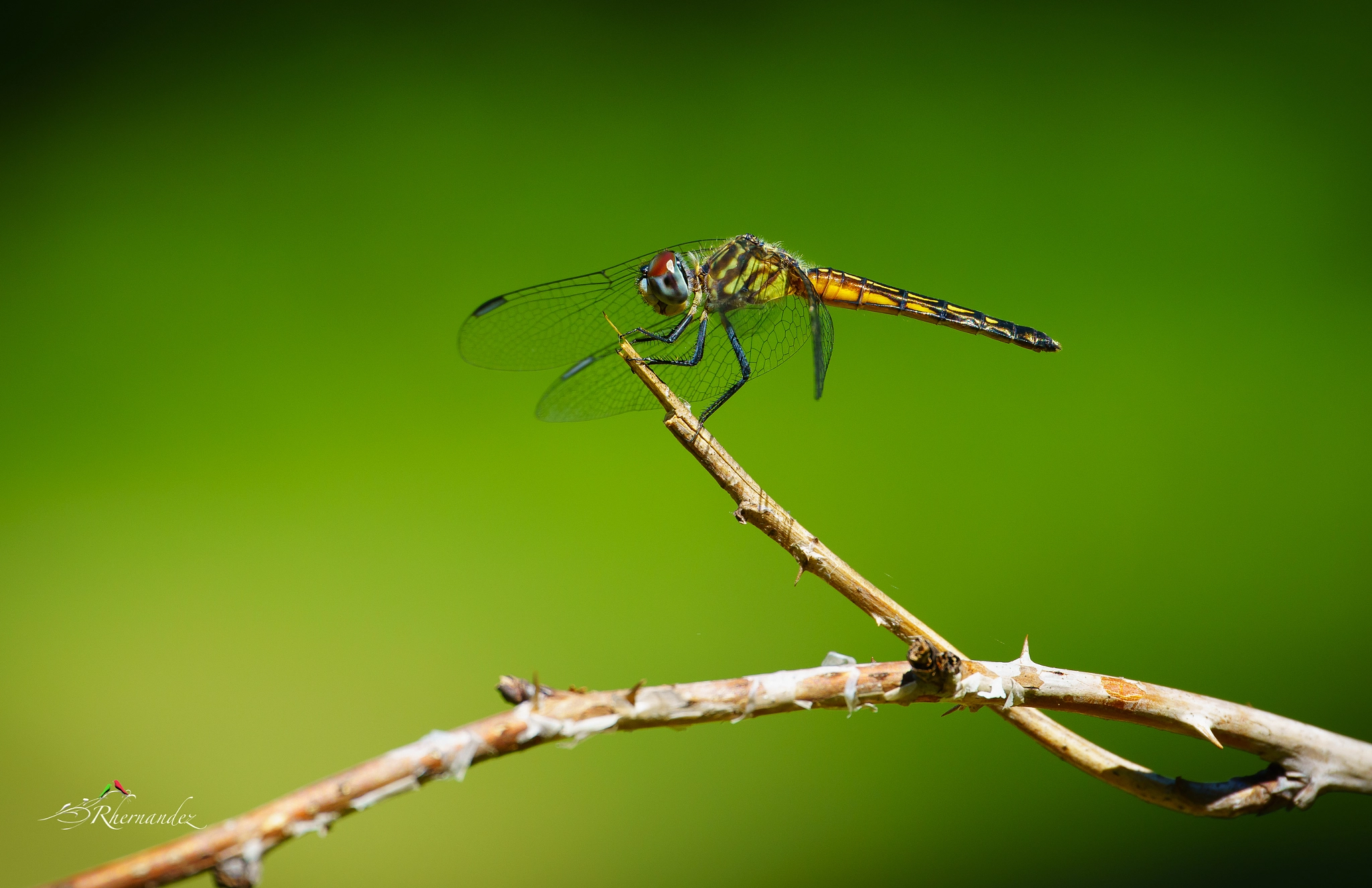 Sony a7R II + Canon EF 200mm F2L IS USM sample photo. Dragonfly photography