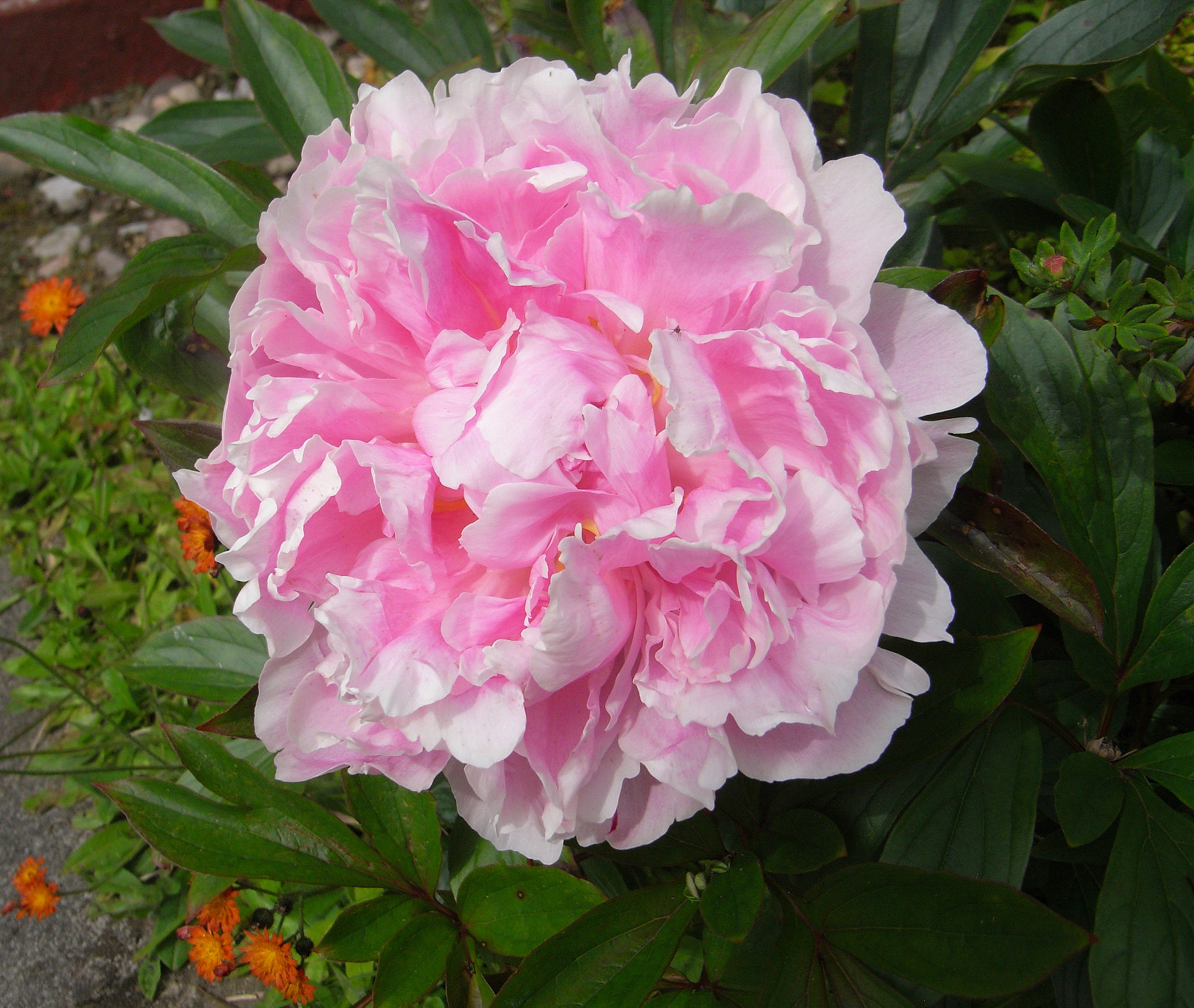 Ricoh Caplio R6 sample photo. Peony rose photography
