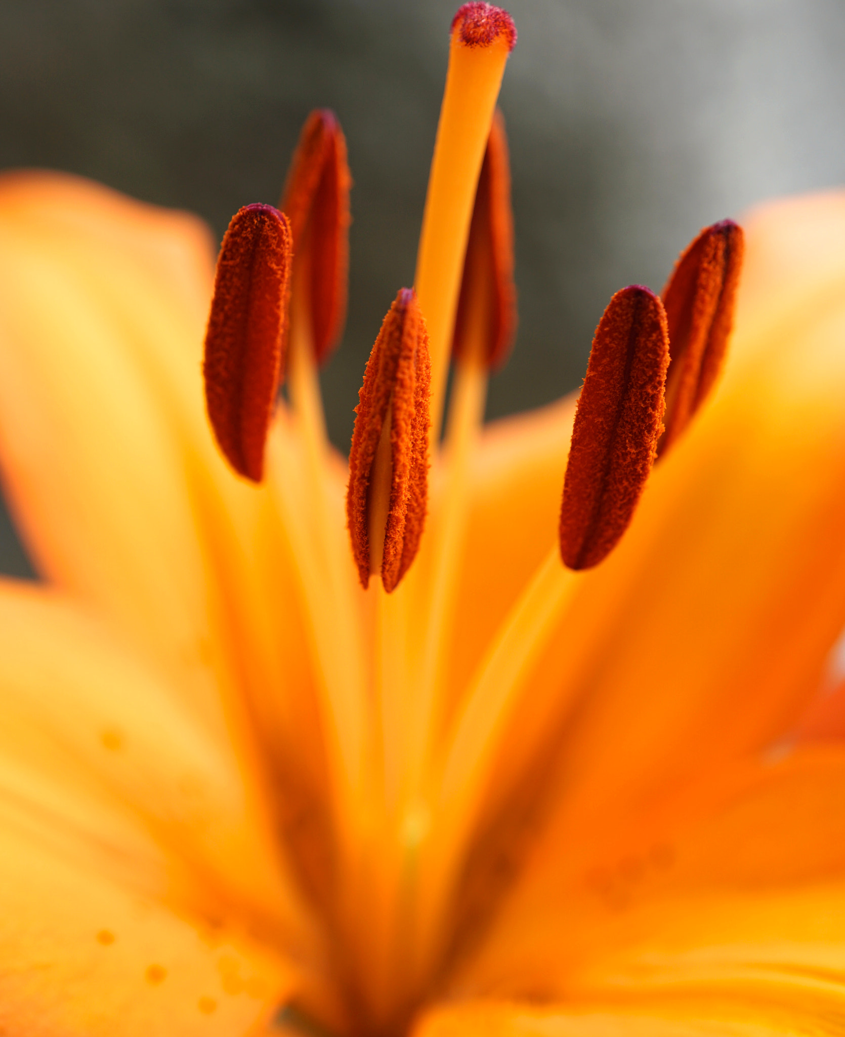 Sony a6000 + Sony E 30mm F3.5 sample photo. Tiger lily stamens photography