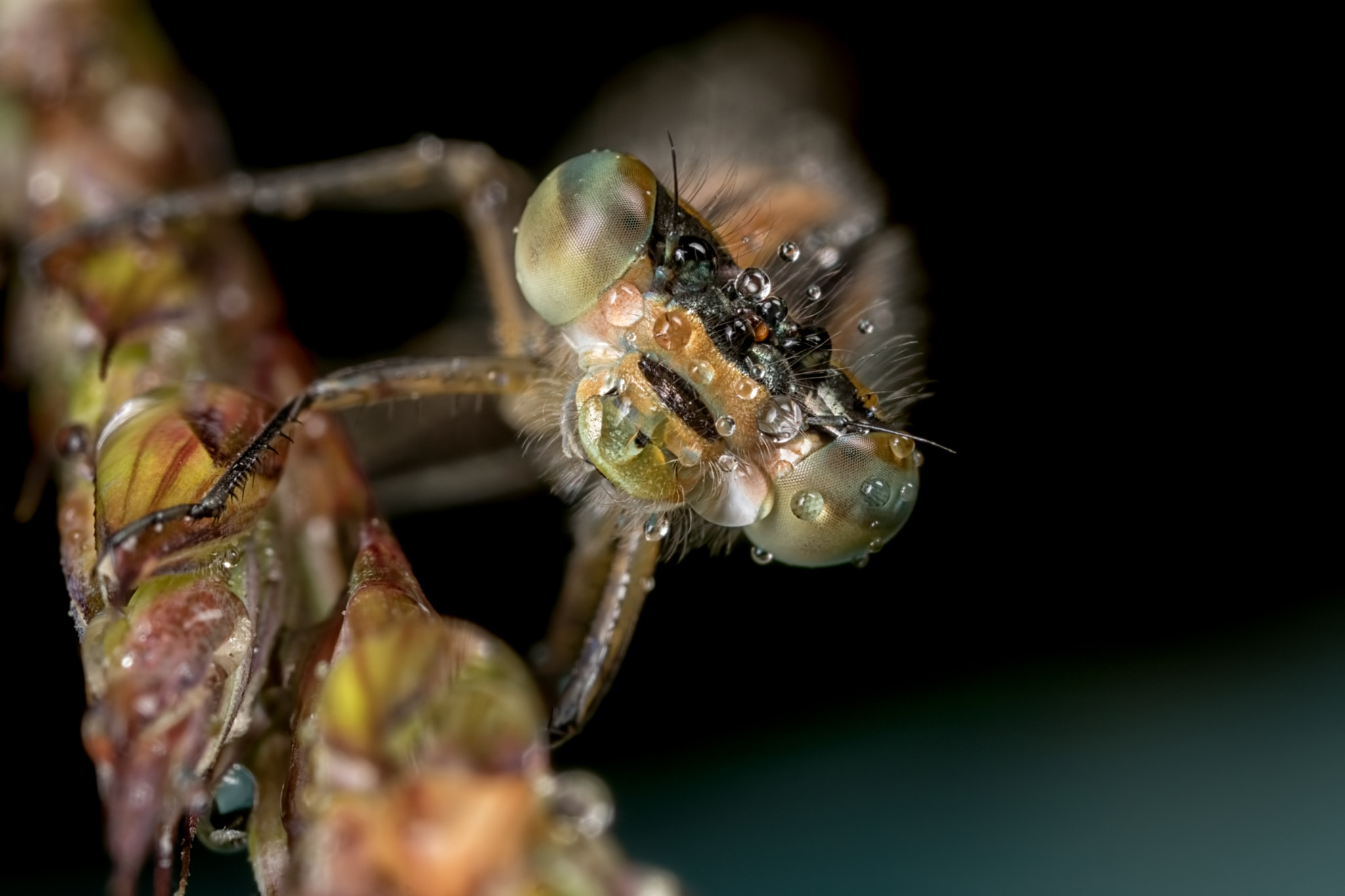 Canon MP-E 65mm F2.5 1-5x Macro Photo sample photo. I hate the rain photography