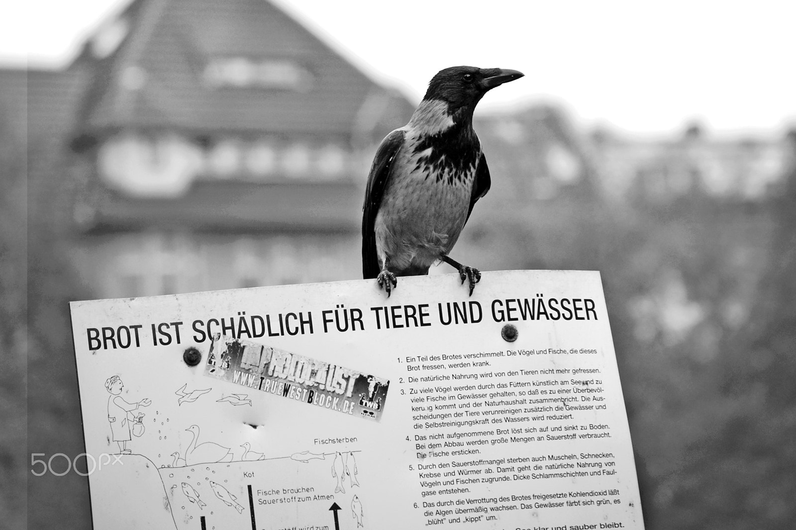 Nikon D40X sample photo. Bread is bad for birds! photography