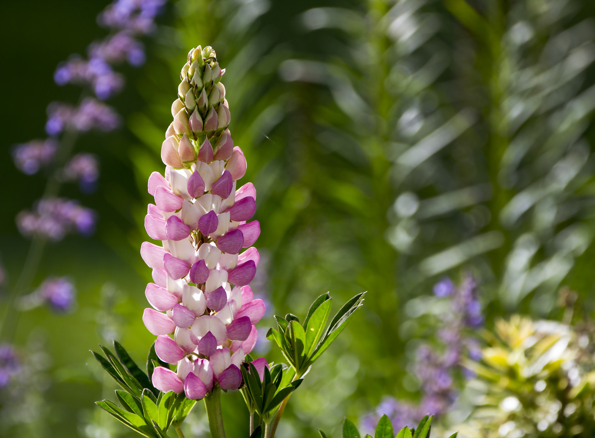 Sigma 150-600mm F5-6.3 DG OS HSM | C sample photo. Lupin photography