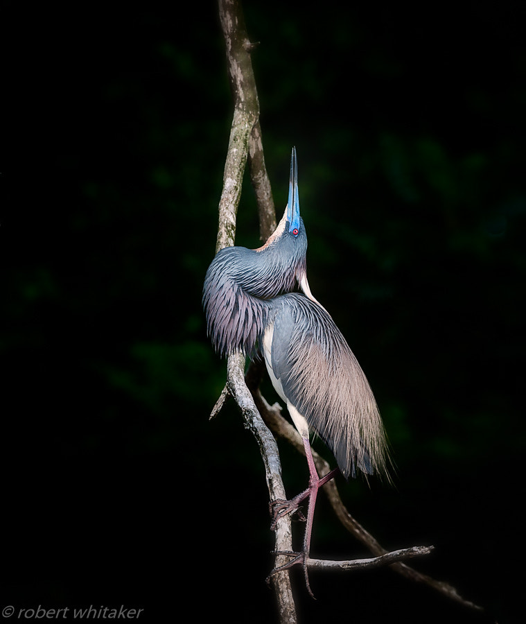 Nikon AF-S Nikkor 200-400mm F4G ED-IF VR sample photo. Trycolored heron on a stick photography