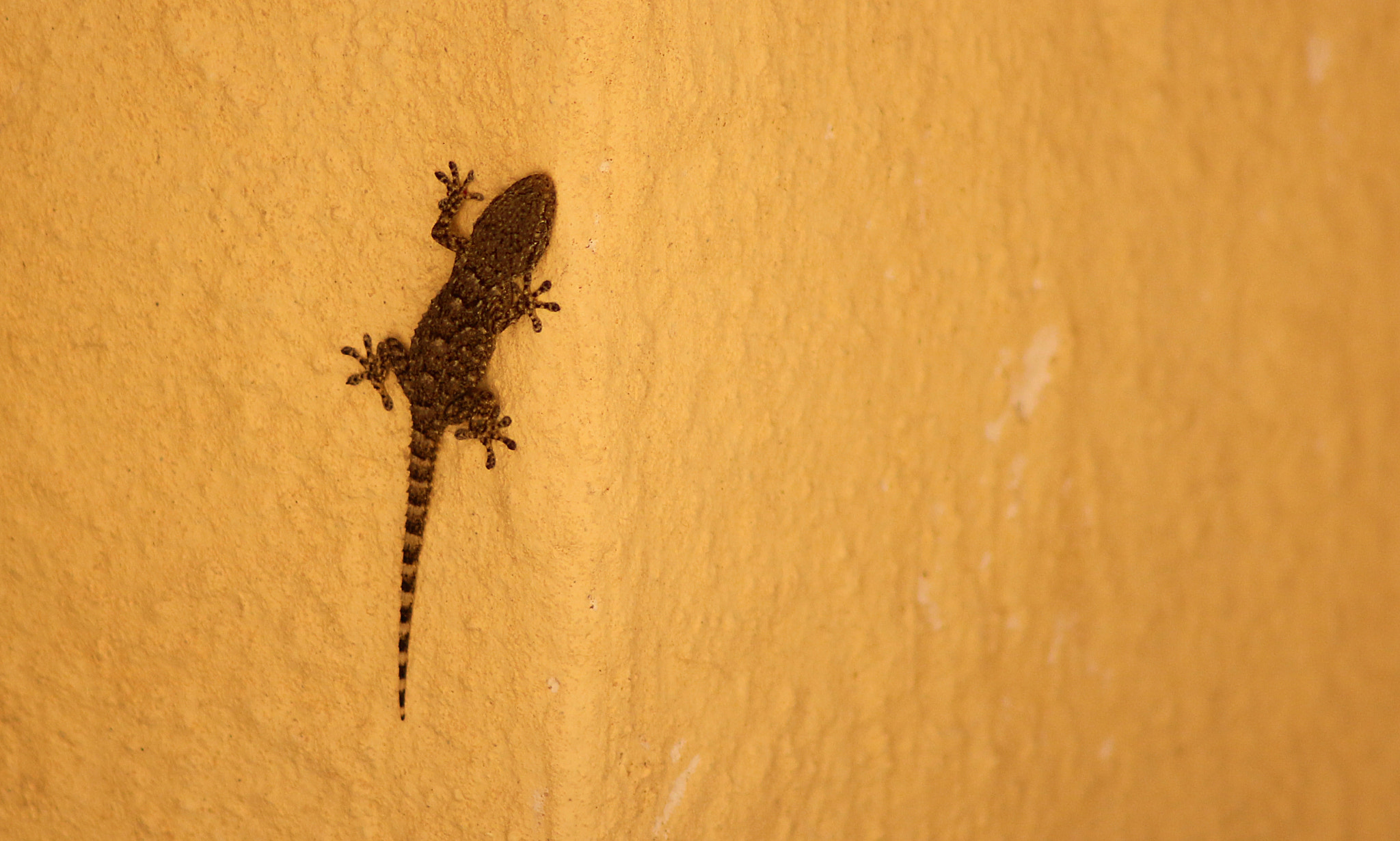 Canon EOS 650D (EOS Rebel T4i / EOS Kiss X6i) sample photo. Maltese lizard photography