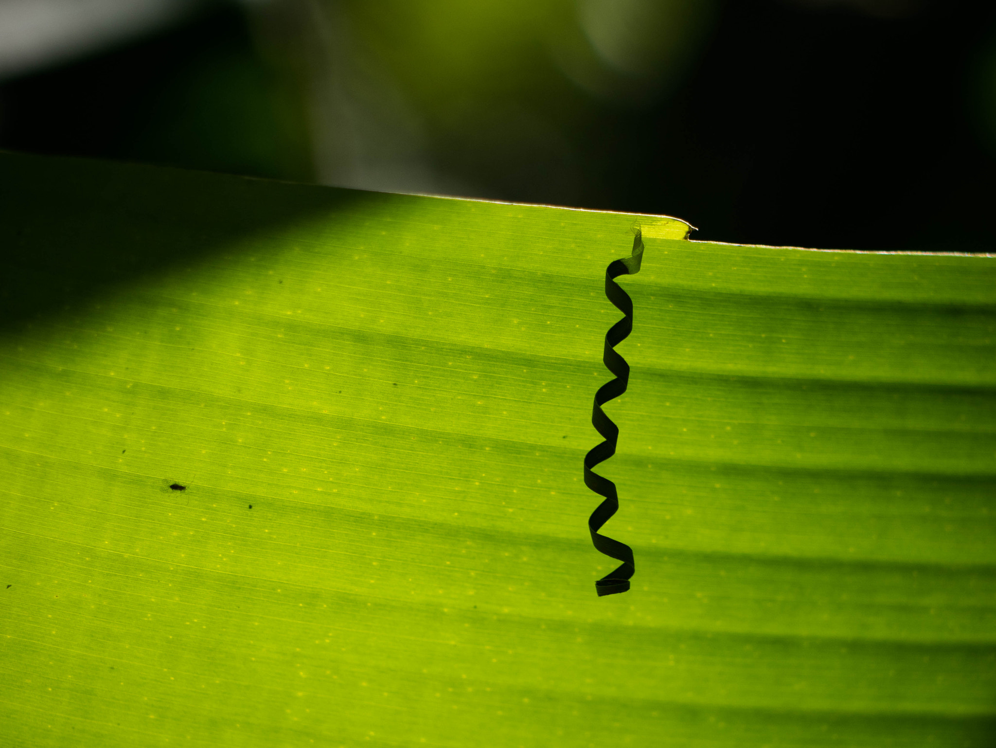 Panasonic Lumix G Vario 45-200mm F4-5.6 OIS sample photo. Black ribbon photography