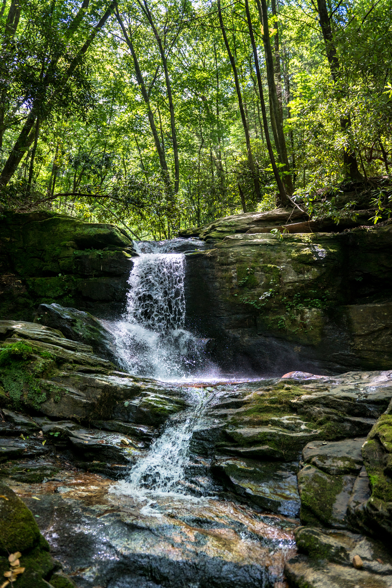 Sony a6300 + 18-35mm F1.8 DC HSM | Art 013 sample photo. In the forest photography