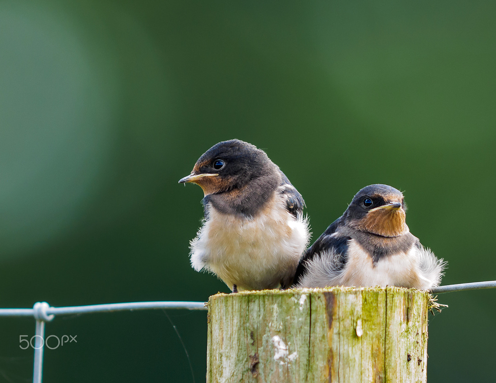 Olympus OM-D E-M1 + OLYMPUS 300mm Lens sample photo. Young swallows photography