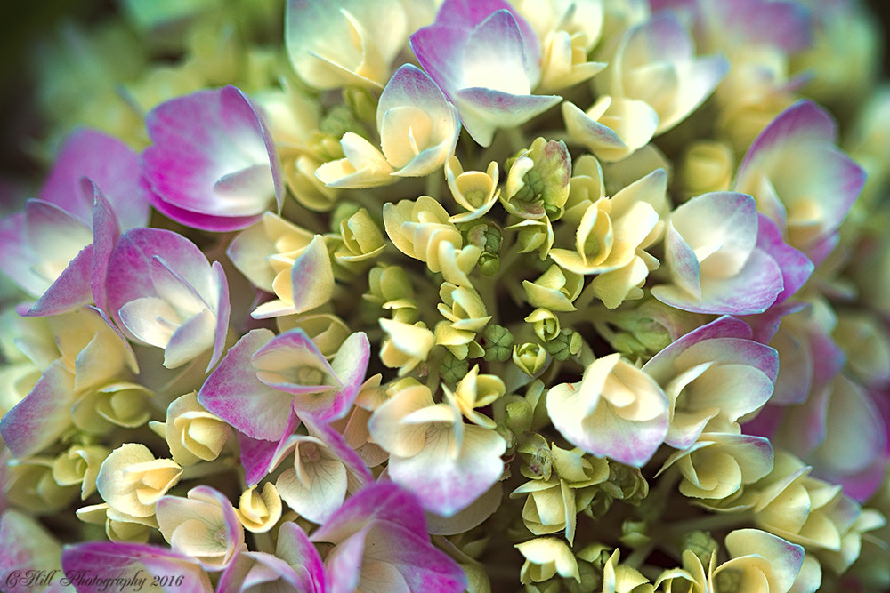 Canon EF 100mm F2.8 Macro USM sample photo. Tiny blooms photography