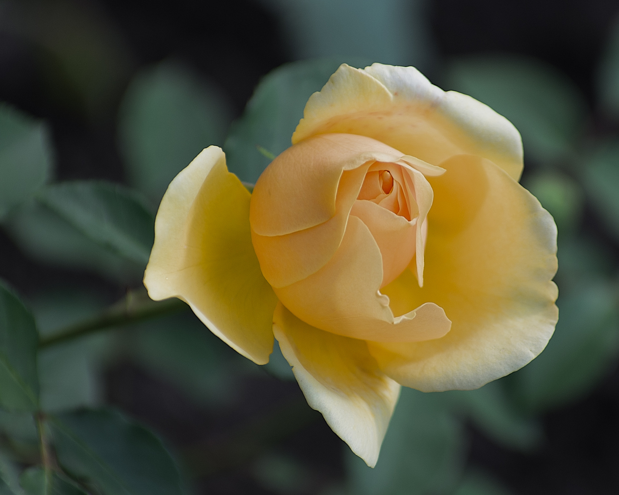 Pentax K-5 IIs sample photo. Вечерний свет photography