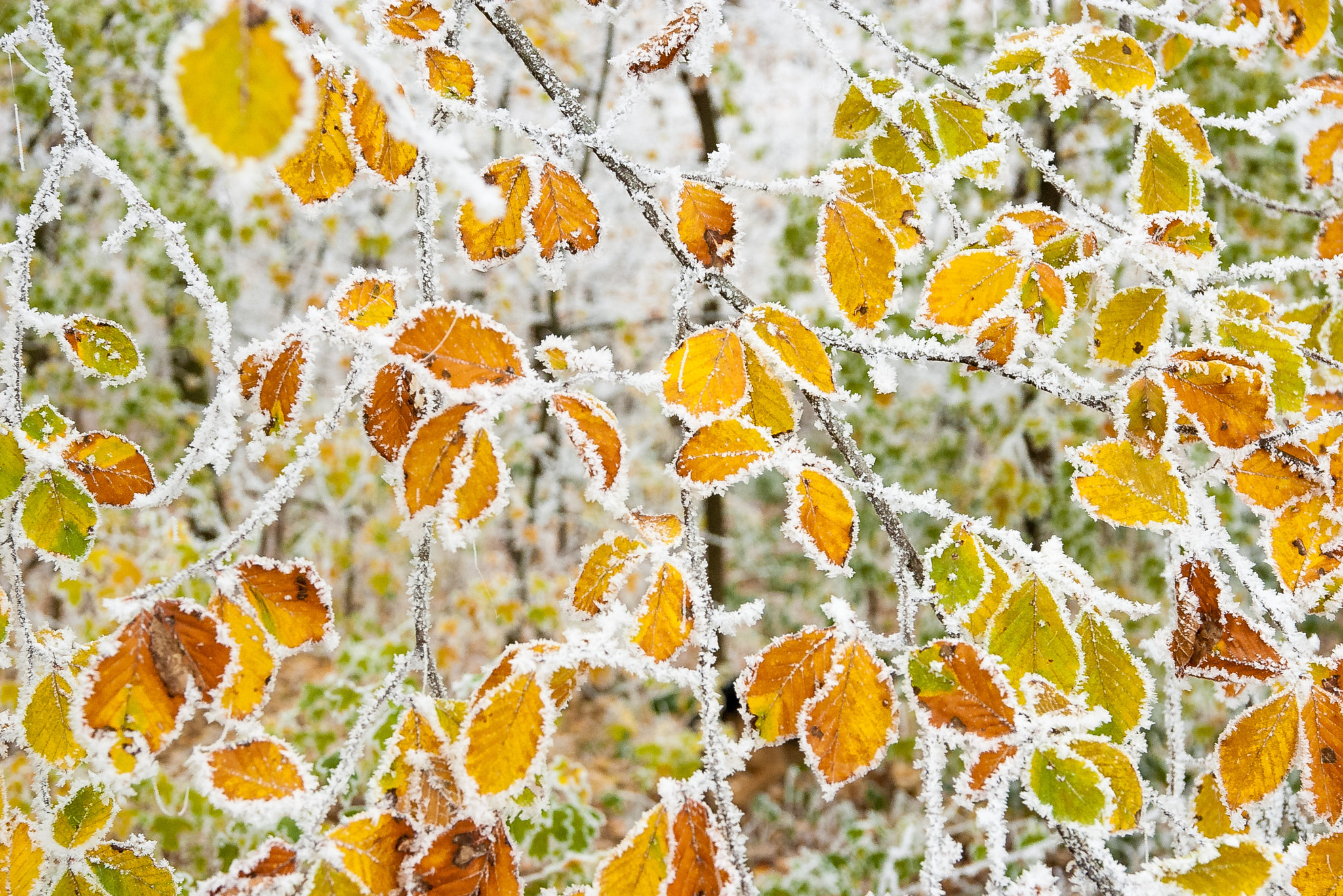 Pentax K100D + Sigma 18-50mm F3.5-5.6 DC sample photo. Frost covered leaves photography
