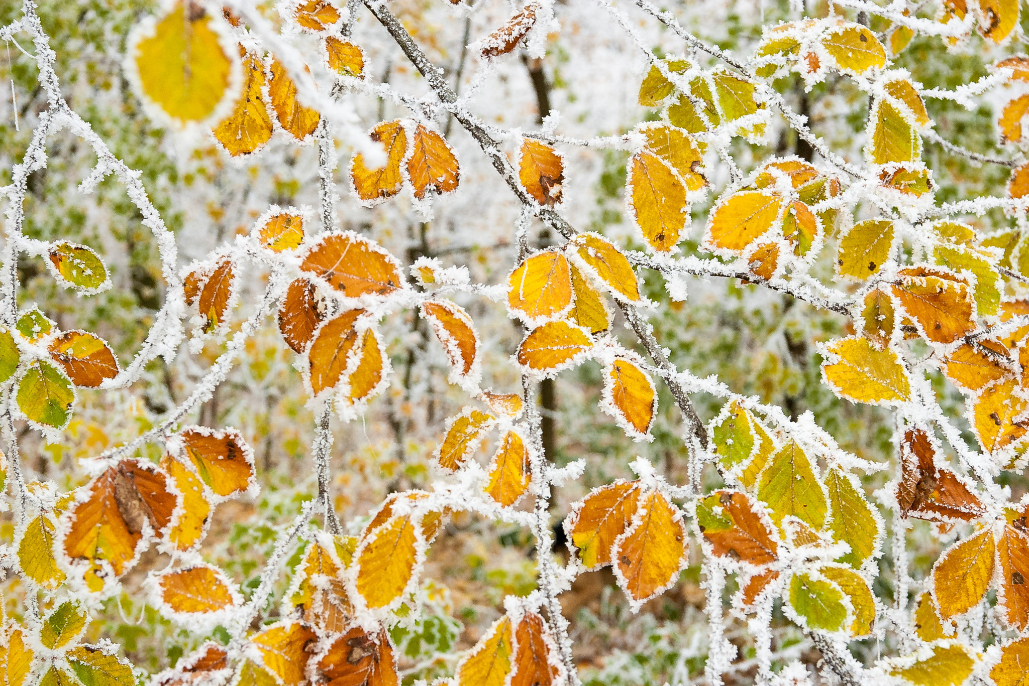 Pentax K100D sample photo. Frost covered leaves photography