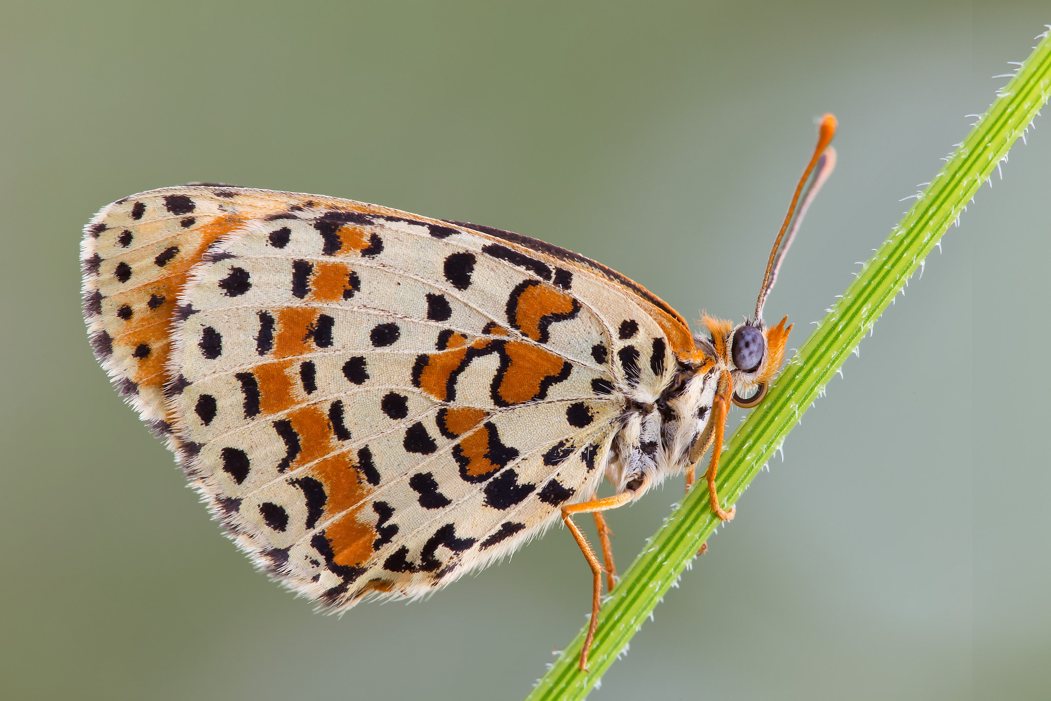 Canon EF 180mm F3.5L Macro USM sample photo. Melitaea didyma photography