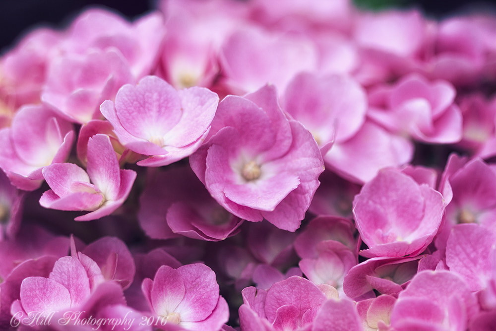 Canon EF 100mm F2.8 Macro USM sample photo. Blossoms of pink photography