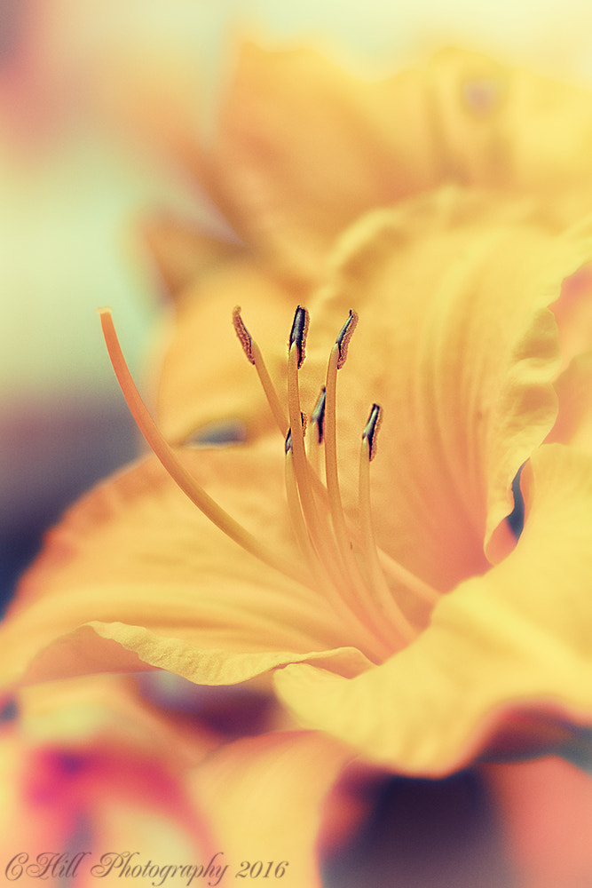 Canon EF 100mm F2.8 Macro USM sample photo. Yellow lily photography