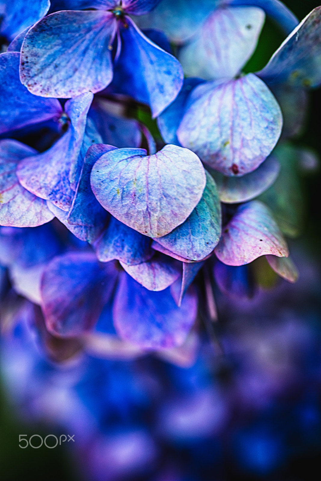 Nikon D600 sample photo. 完熟の紫陽花 photography