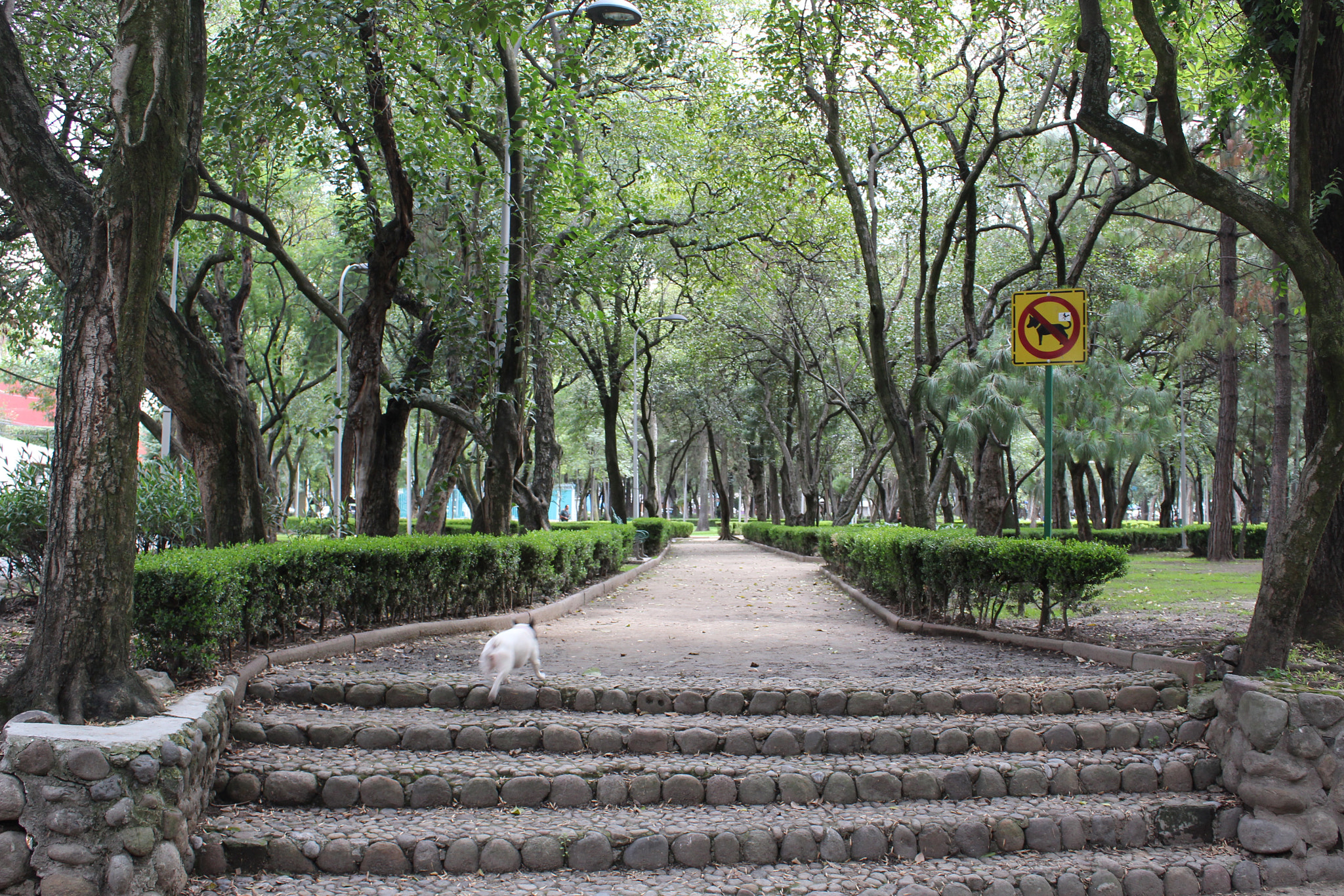 Canon EF-S 18-55mm F3.5-5.6 III sample photo. ¡prohibido perritos! parque tagle. ciudad de méxico, 2016 photography