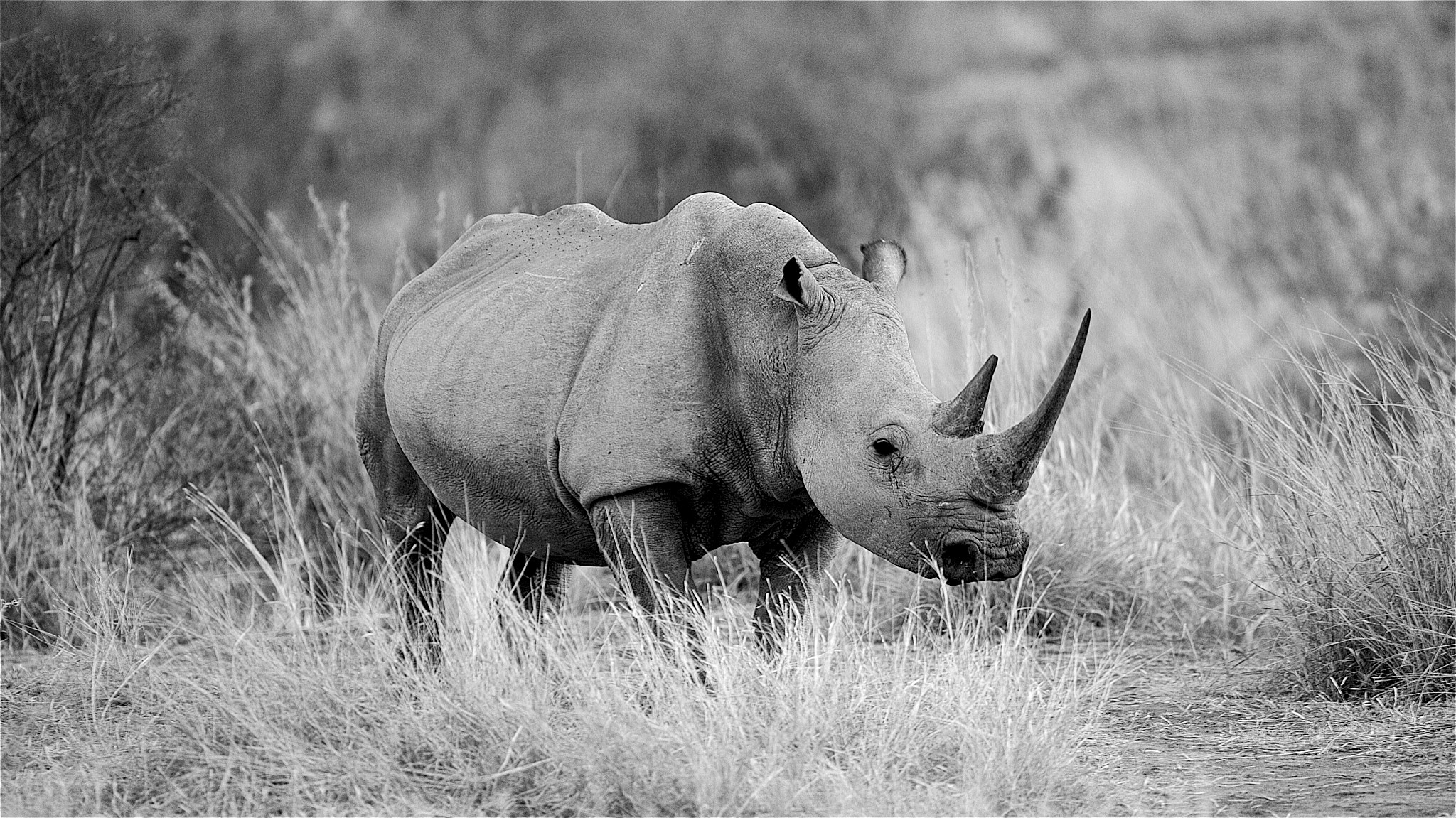 Canon EF 500mm F4L IS USM sample photo. Posing...rhino photography