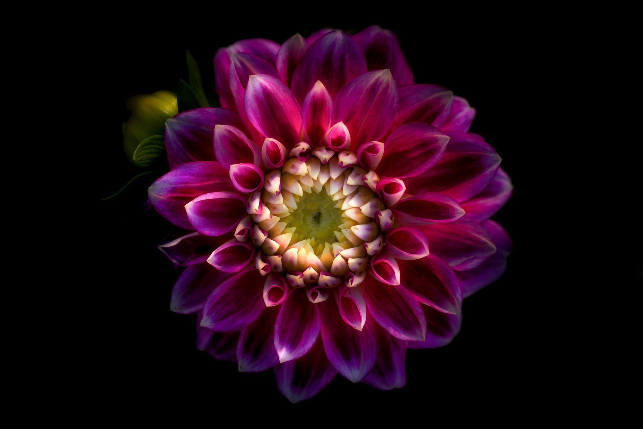 Pentax smc D-FA 50mm F2.8 Macro sample photo. Macro photography