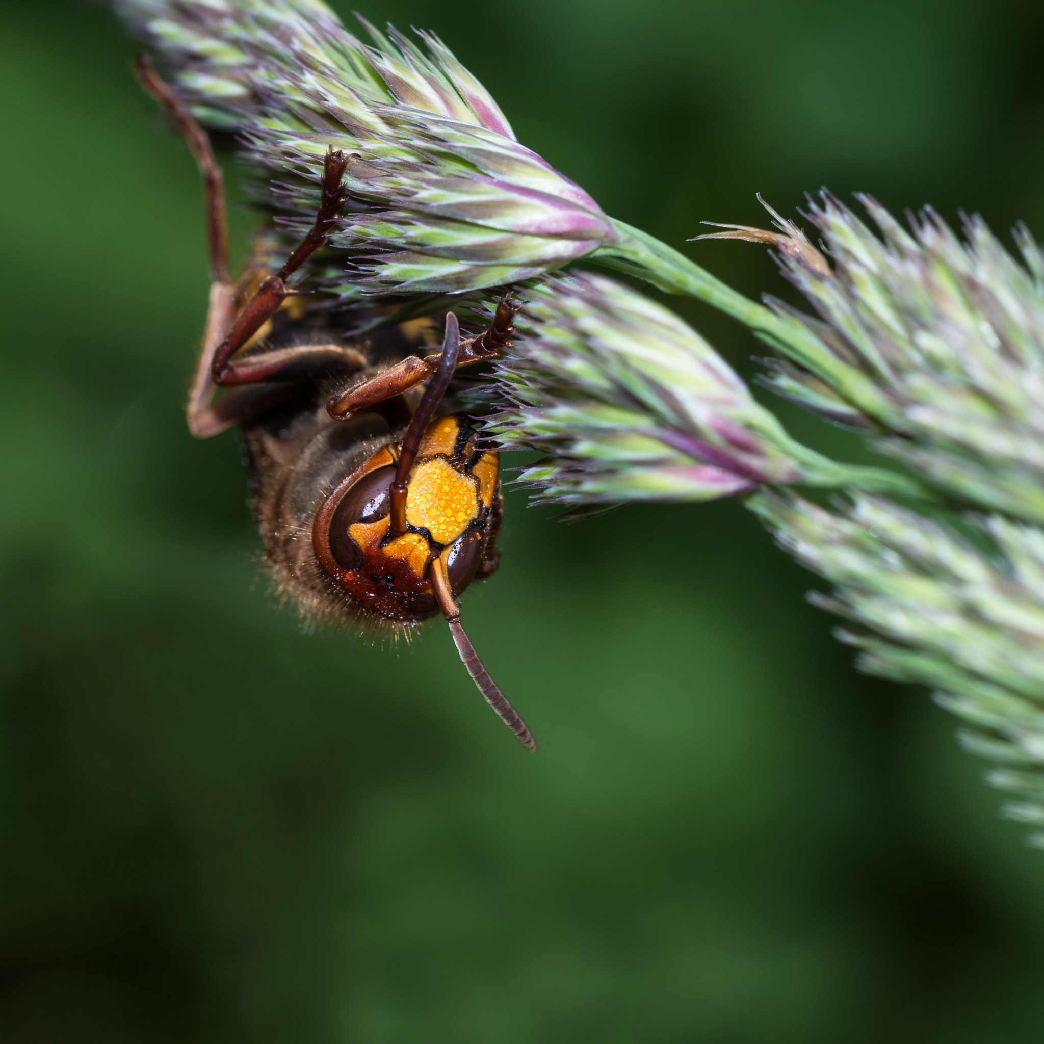 Pentax K-50 + Tamron SP AF 90mm F2.8 Di Macro sample photo. Hornet in the early morning photography