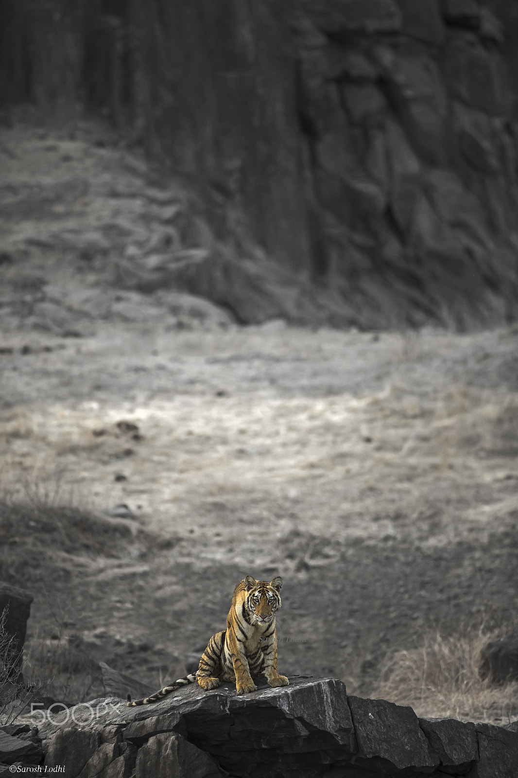 Canon EF 400mm F2.8L IS USM sample photo. The lion king pose photography