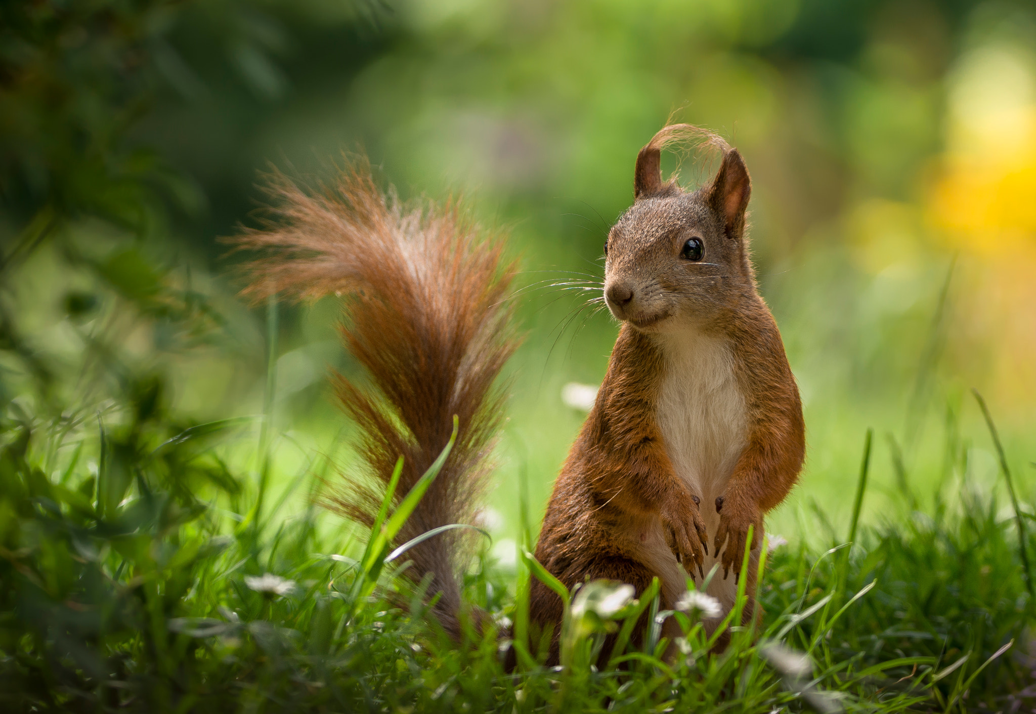 Sigma 150-600mm F5-6.3 DG OS HSM | C sample photo. My little friend photography