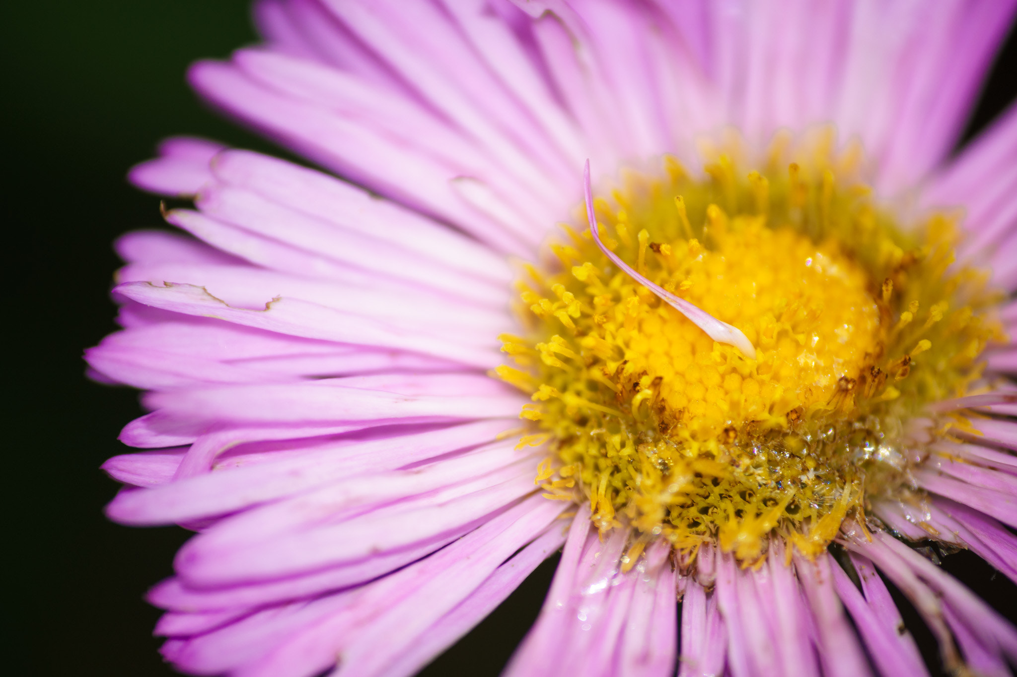 Tamron SP 70-300mm F4-5.6 Di USD sample photo. Flowers color shine photography