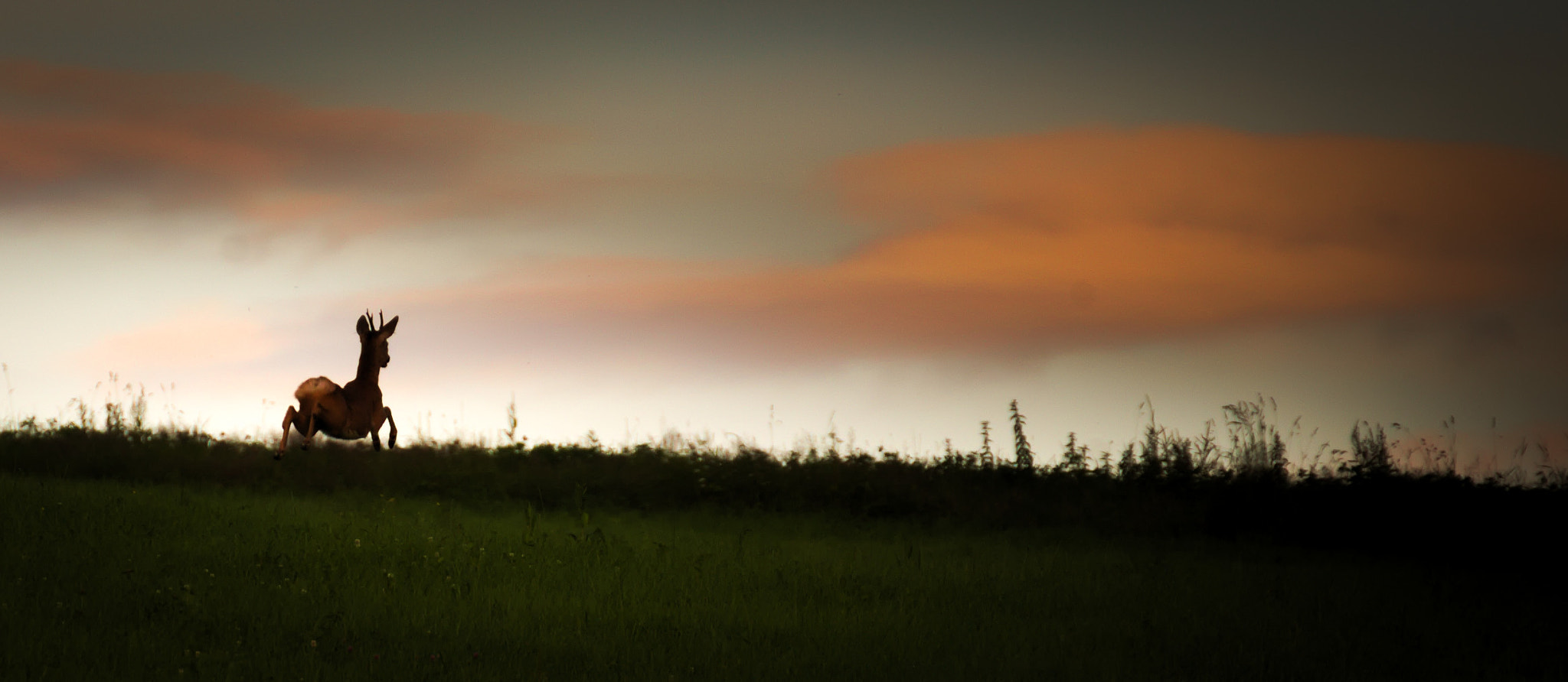 Tamron SP 35mm F1.8 Di VC USD sample photo. Rehbock am abend photography