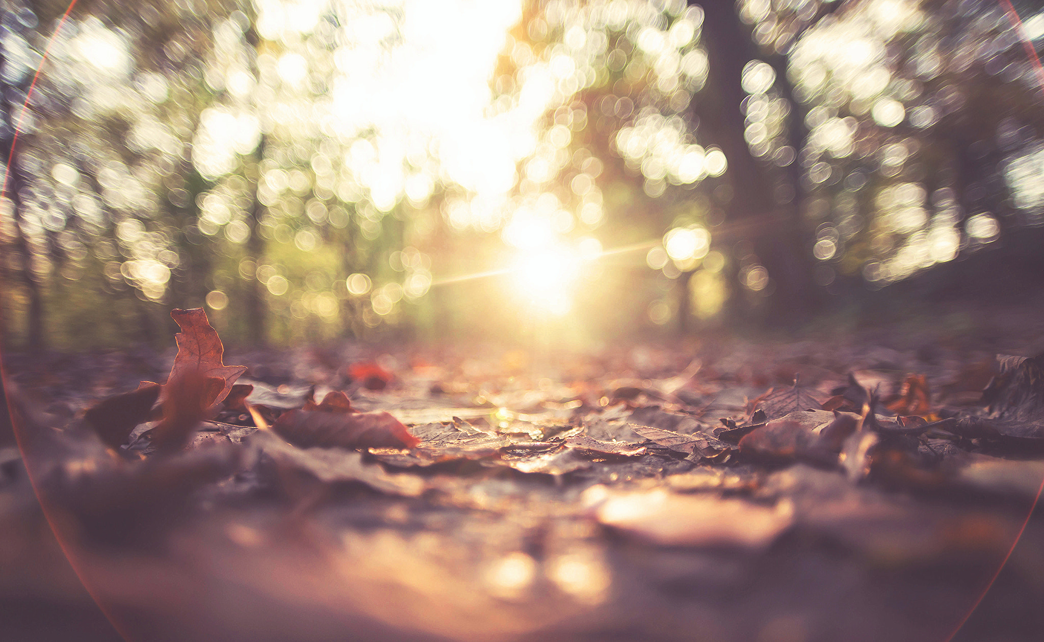 Canon EOS 6D + Sigma 20mm EX f/1.8 sample photo. Autumnal evening photography