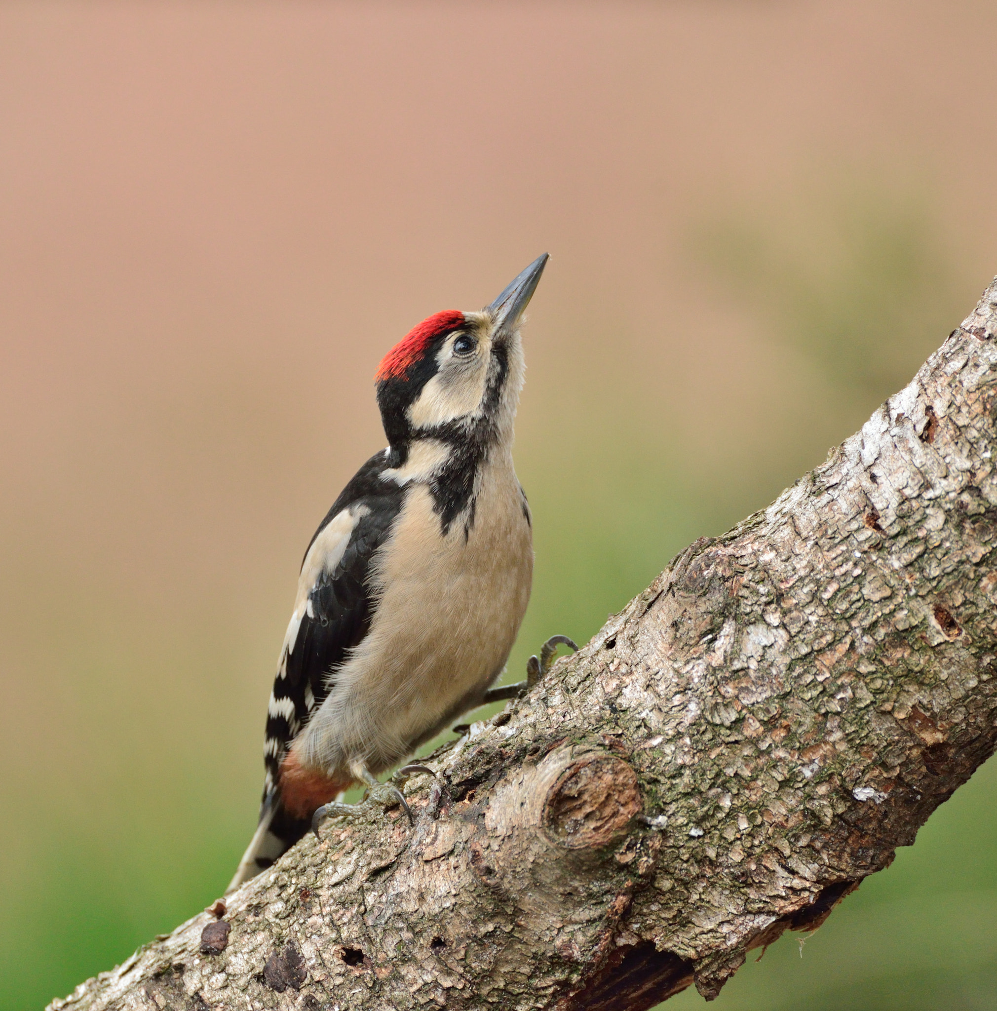 Nikon D600 sample photo. Grote bonte specht photography