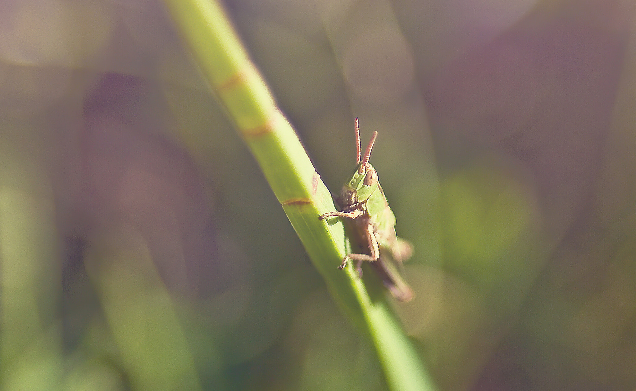Canon EOS 7D + Sigma 20mm EX f/1.8 sample photo. Grasshopper on grass photography