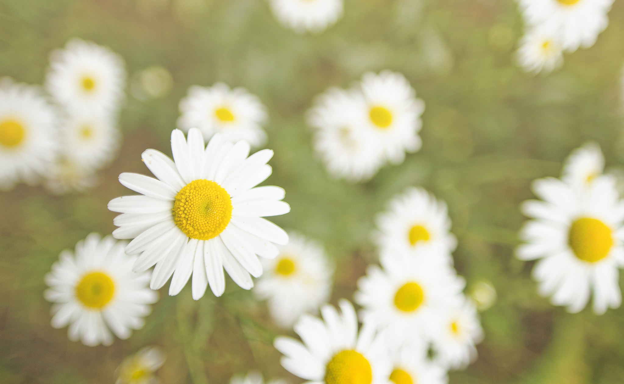 Canon EOS 7D + Sigma 20mm EX f/1.8 sample photo. Summer daisy photography