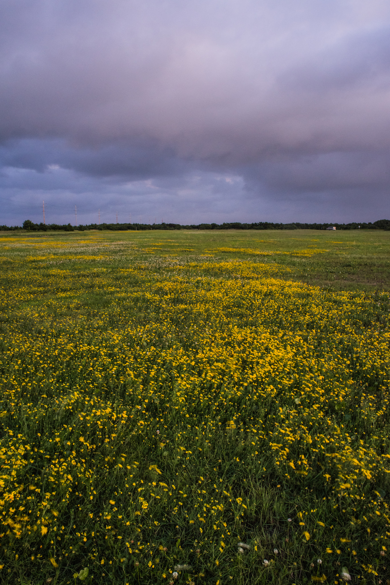 Nikon D810 + Nikon AF Nikkor 24mm F2.8D sample photo. Bird's foot trefoil @ salvo, outer banks, nc photography