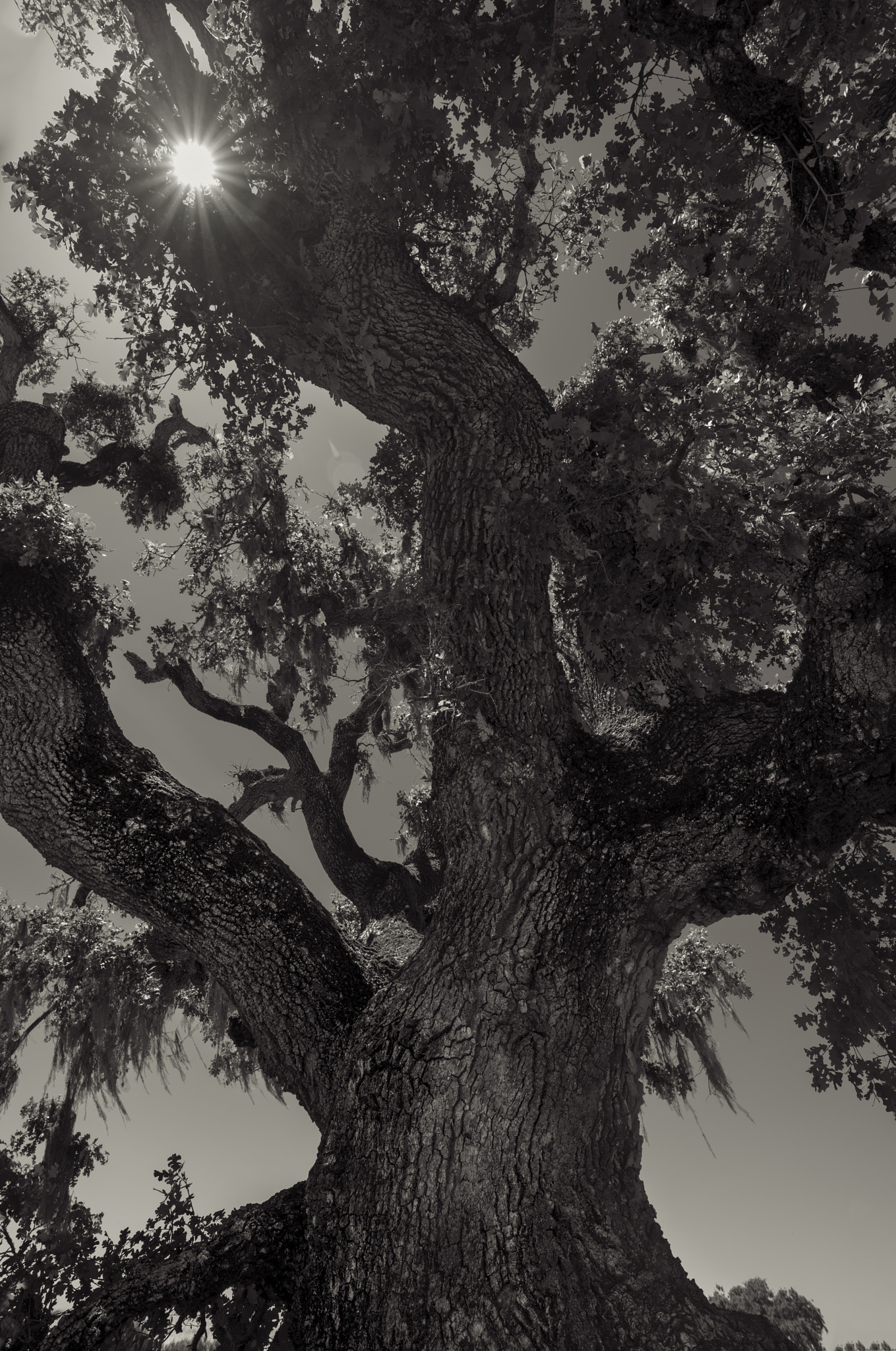 Super-Elmar-S 24 sample photo. Roberts rd oak trunk & sun toned photography