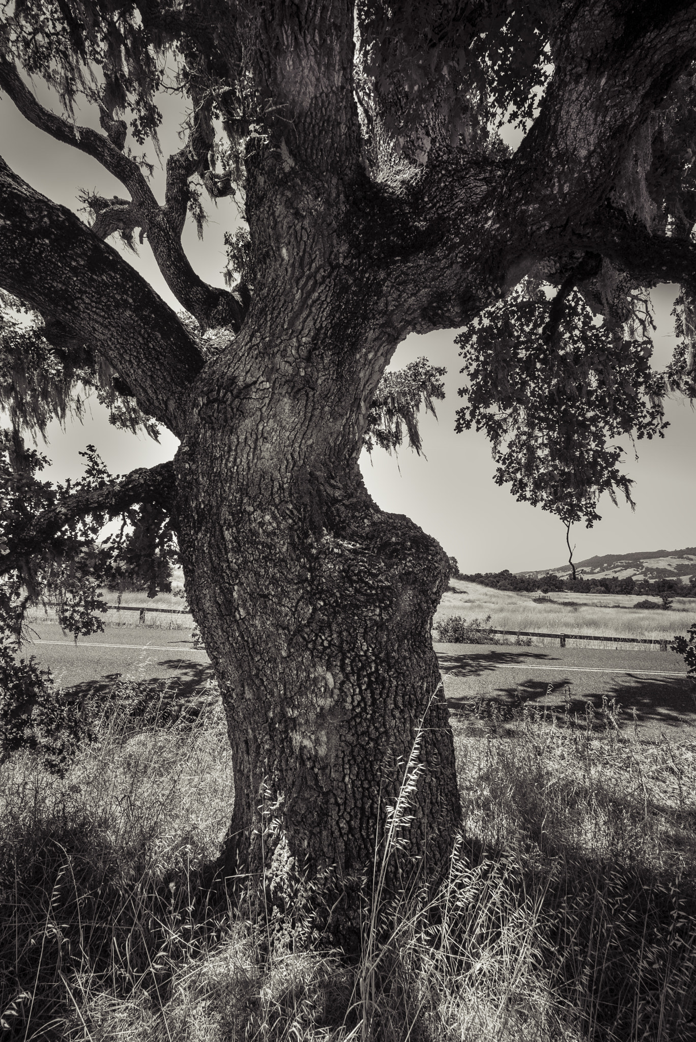 Leica Tri-Elmar-M 16-18-21mm F4 ASPH sample photo. Roberts rd oak & grass photography