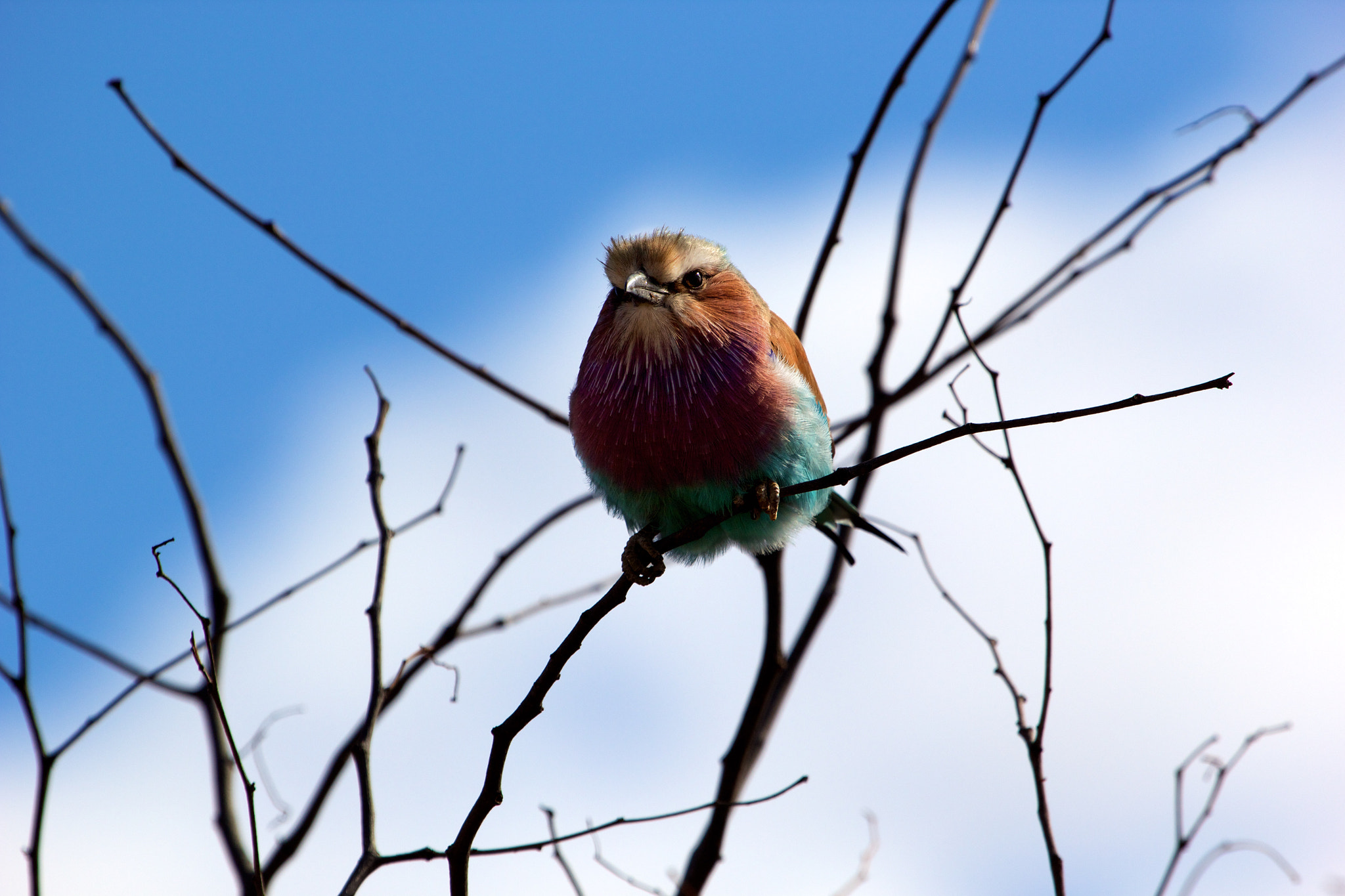 Canon EF 100-400mm F4.5-5.6L IS USM sample photo. Lilac-breasted roller photography