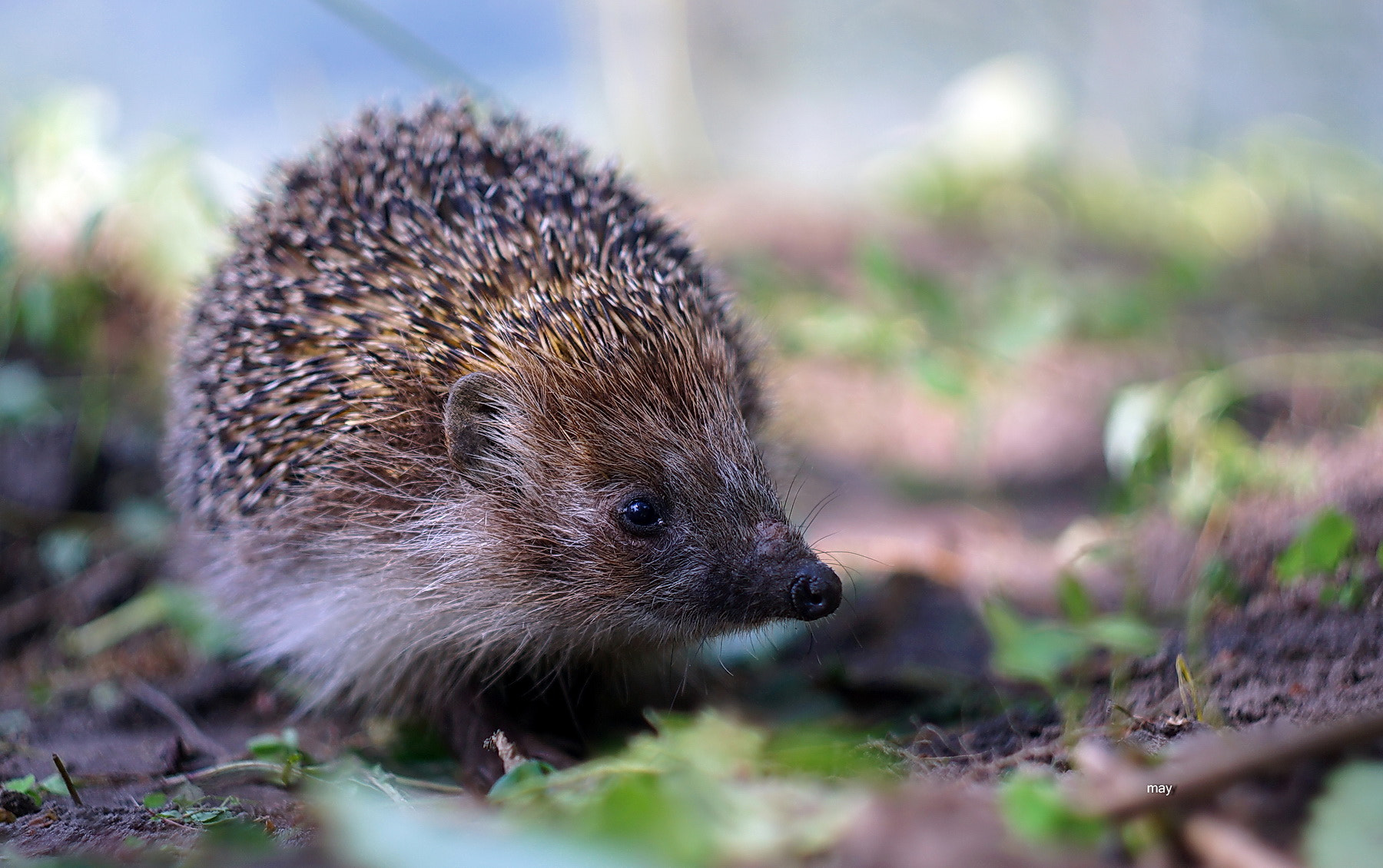 Sony SLT-A65 (SLT-A65V) + Minolta AF 50mm F1.7 sample photo. Prickly guest.. photography