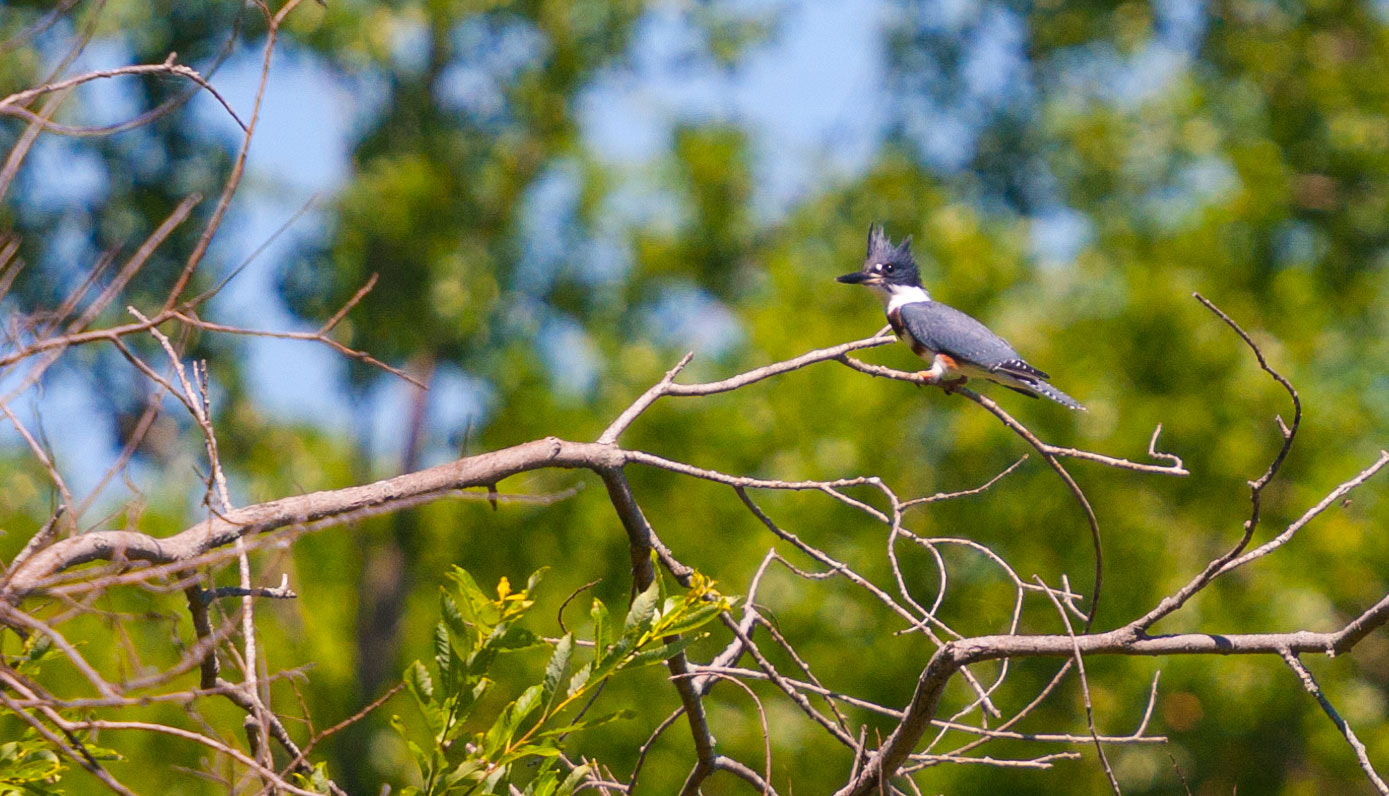 Canon EF 70-200mm F4L USM sample photo. Perched kingfisher photography